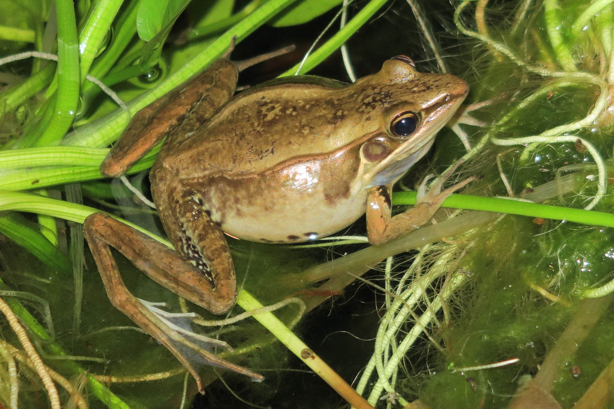 sylvirana_guentheri1md