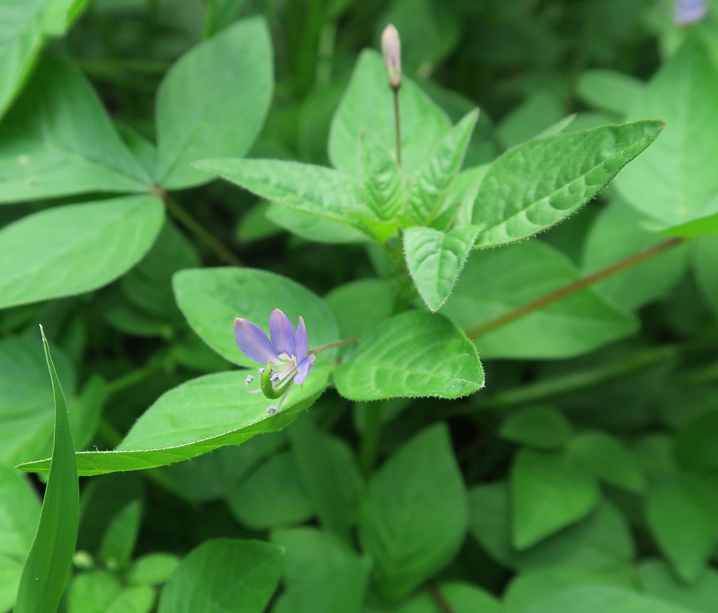 cleome_rutidosperma6md