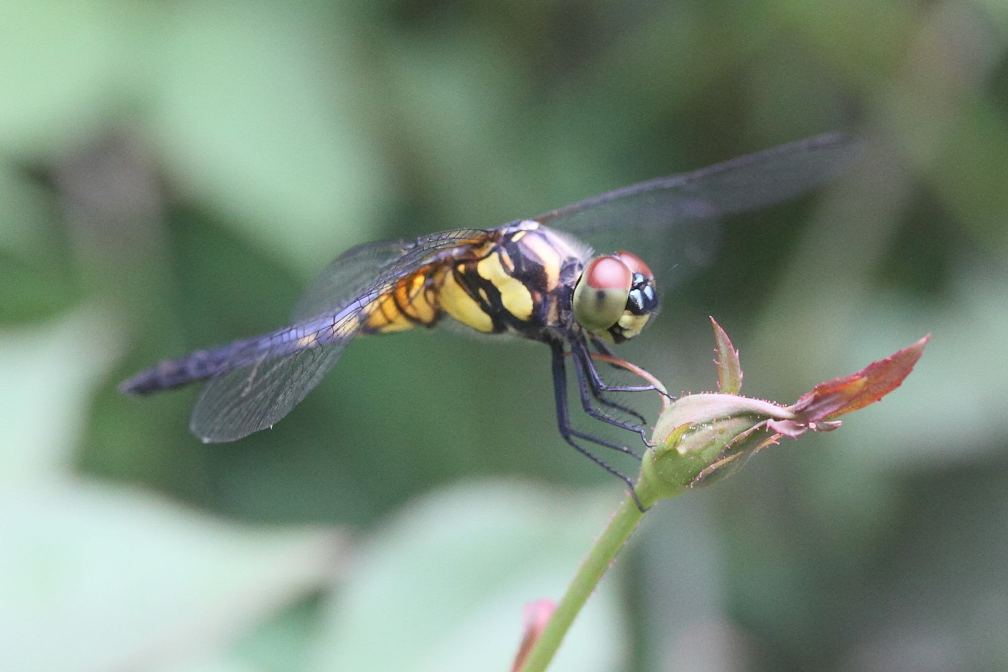 indothemis_carnatica1md