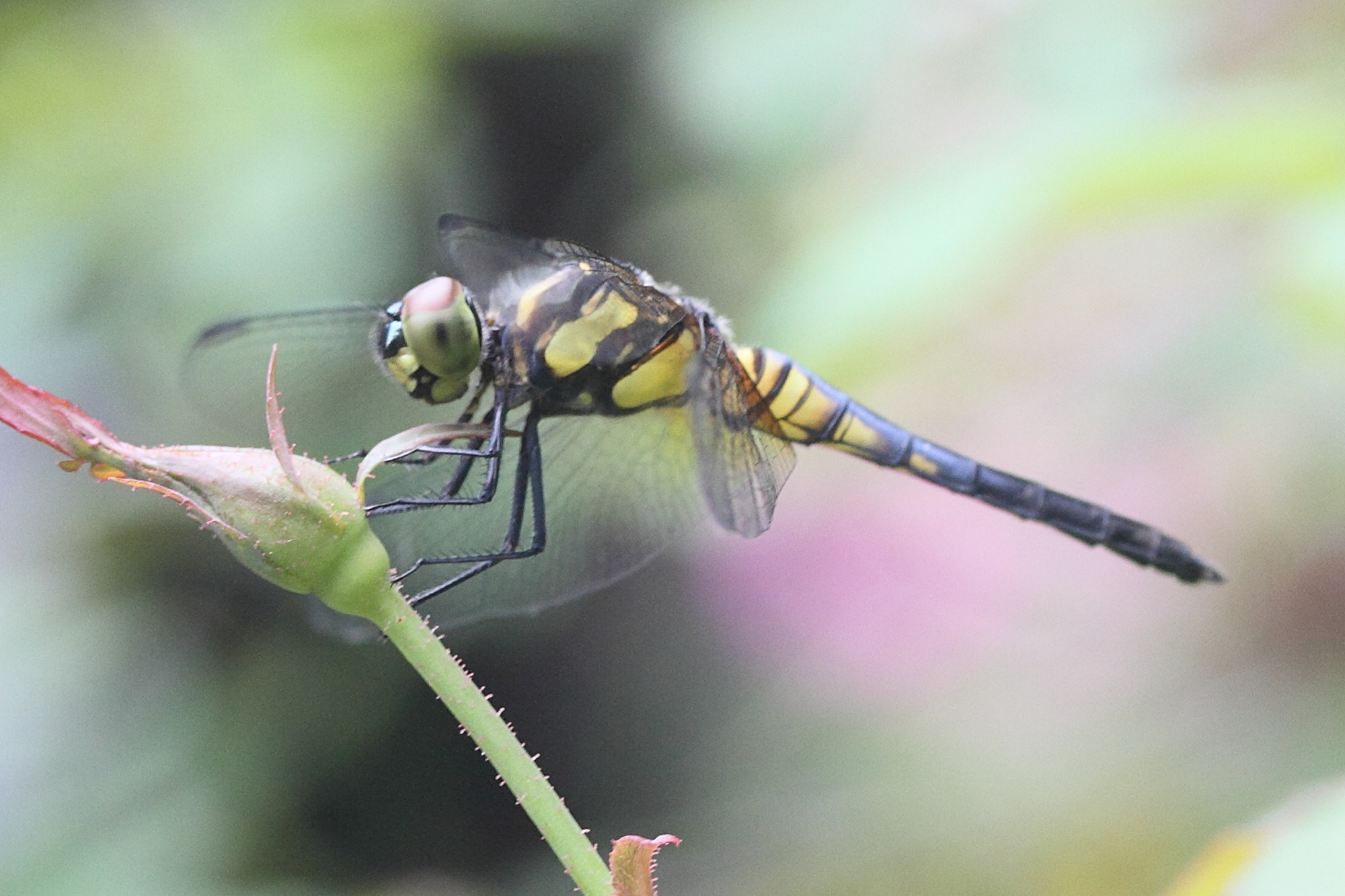 indothemis_carnatica2md