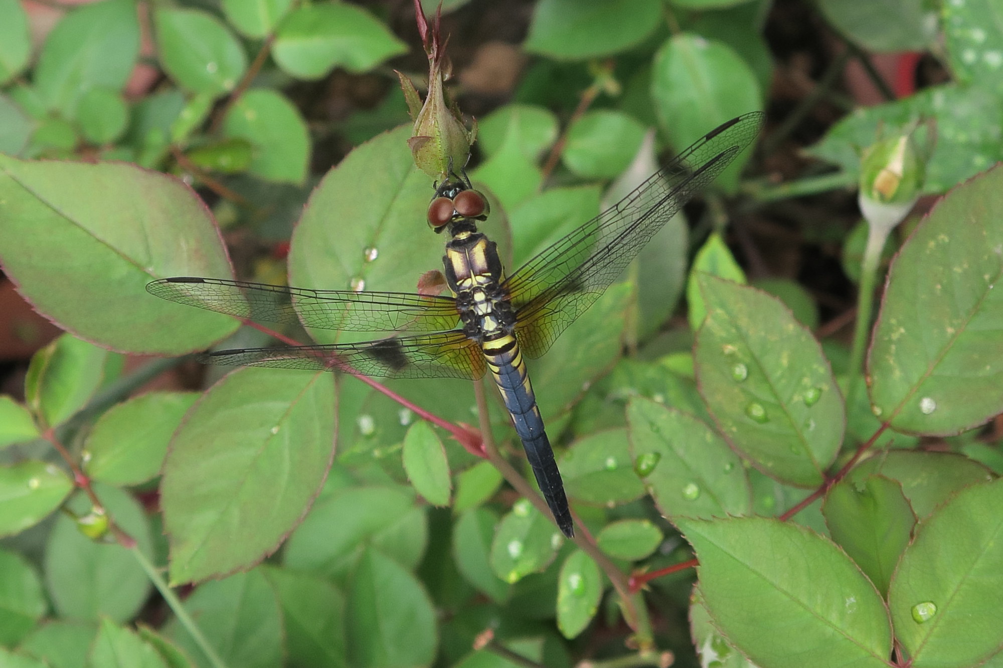 indothemis_carnatica3md