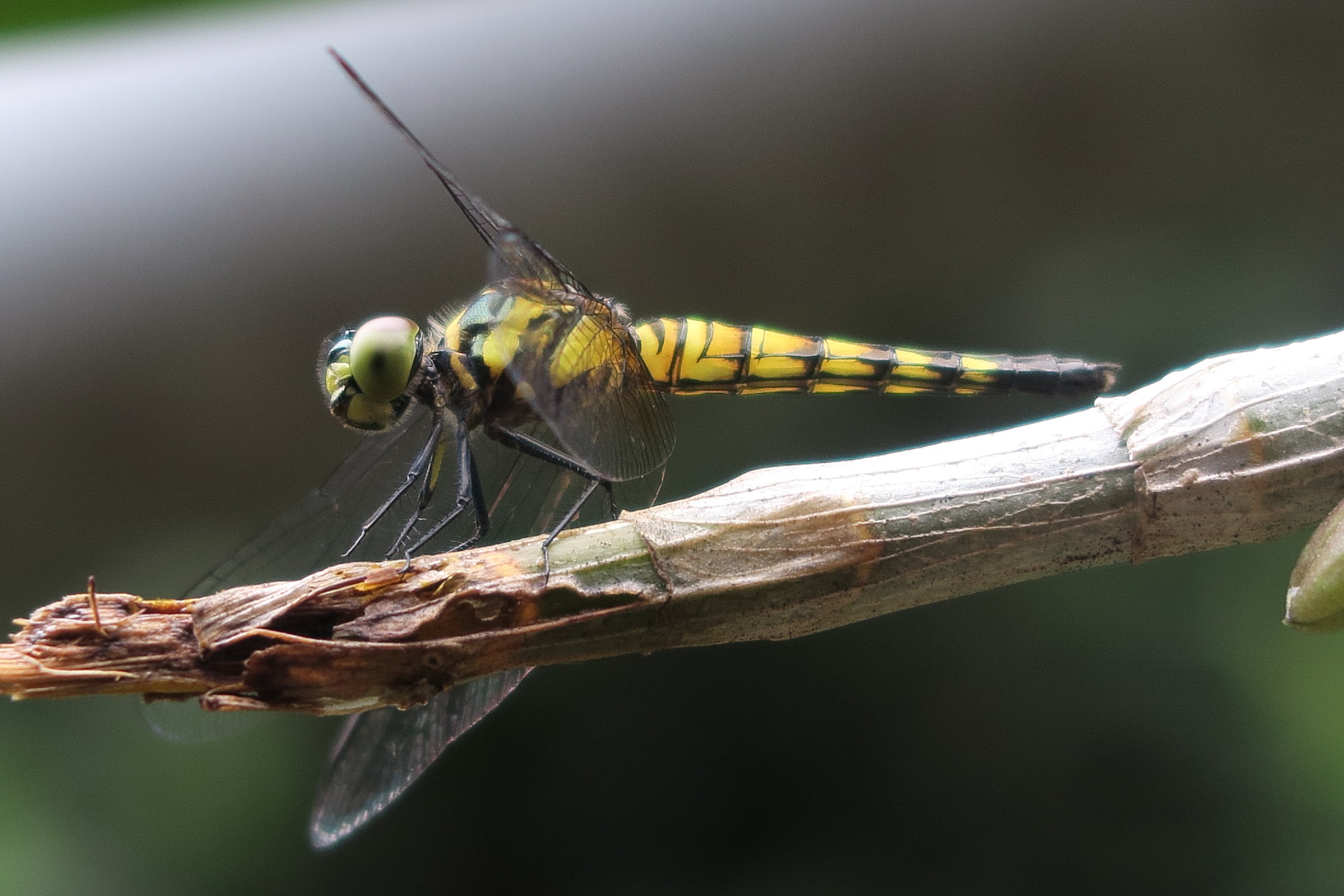 indothemis_carnatica4md