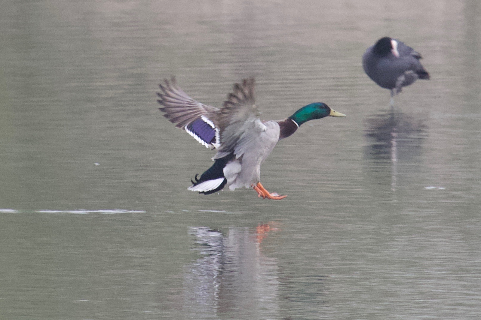 canard_colvert_-_anas_platyrhynchos8bd