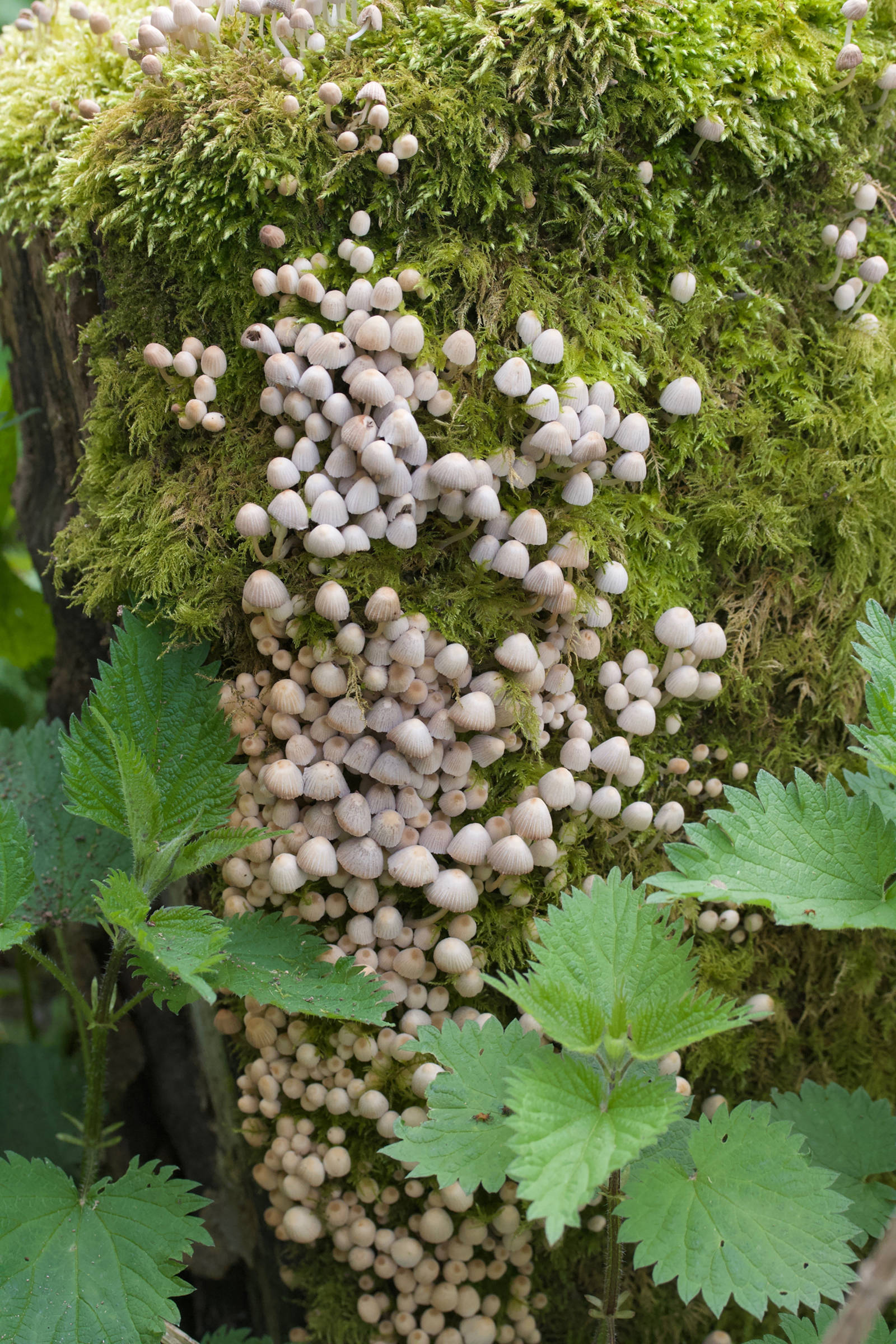 Afficher le média coprinellus_disseminatus4md coprinellus_disseminatus4md