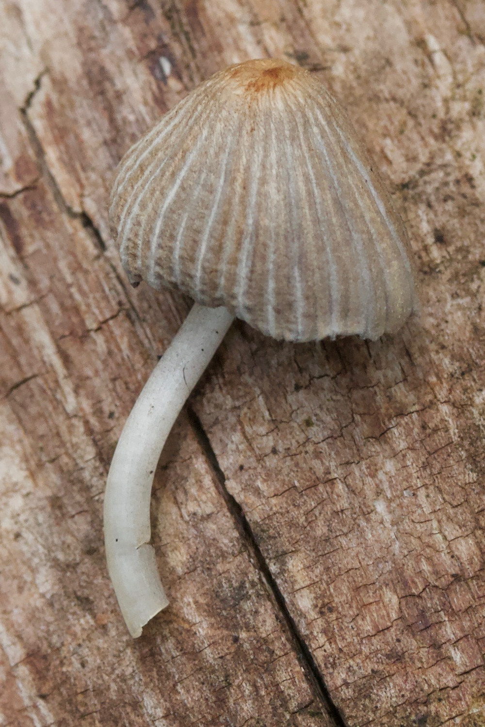 Afficher le média coprinellus_disseminatus5md coprinellus_disseminatus5md