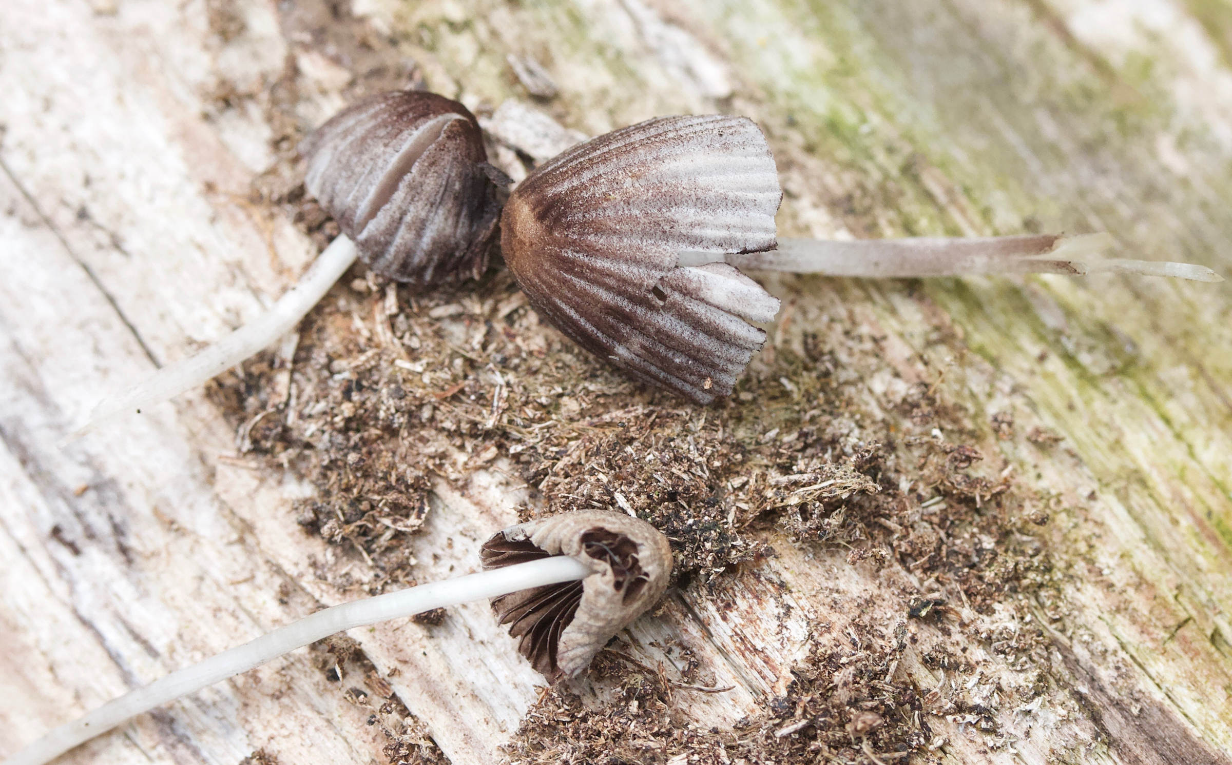 Afficher le média coprinellus_disseminatus7md coprinellus_disseminatus7md