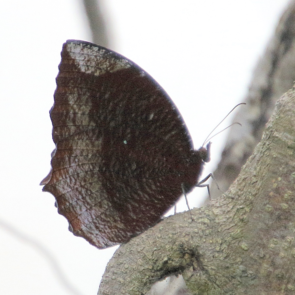 elymnias_hypermnestra1bd