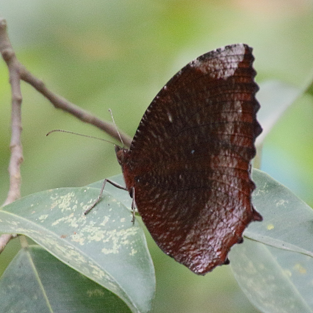 elymnias_hypermnestra2bd