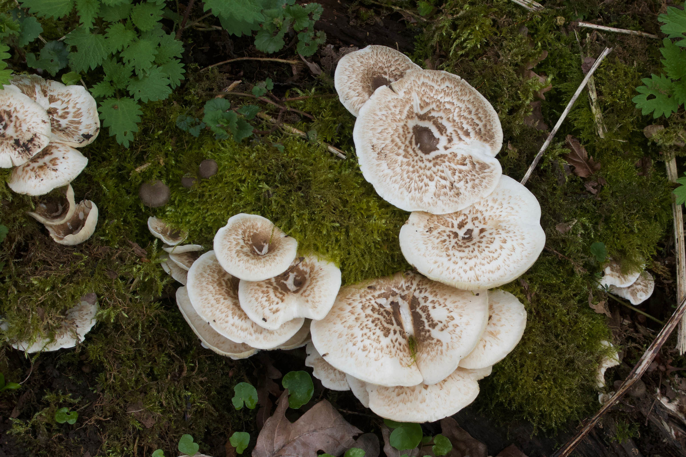 lentinus_tigrinus5md