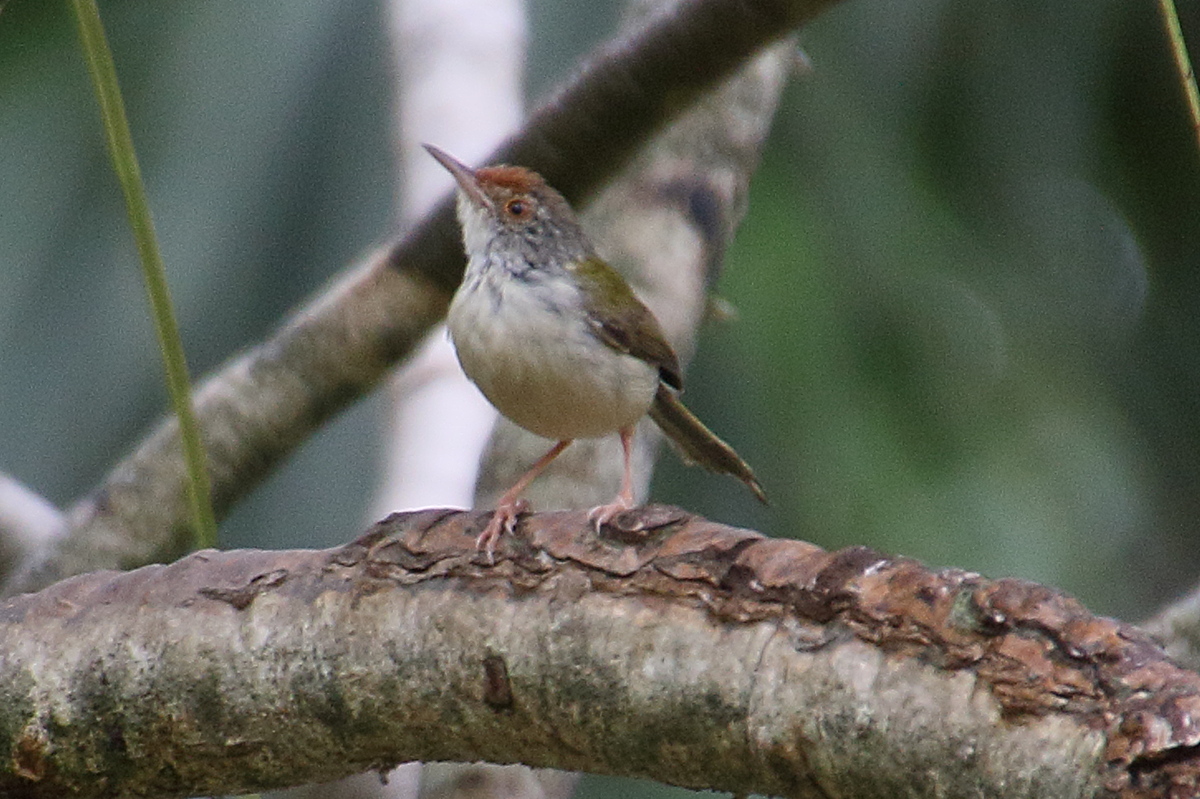 Afficher le média orthotomus_sutorius1bd orthotomus_sutorius1bd