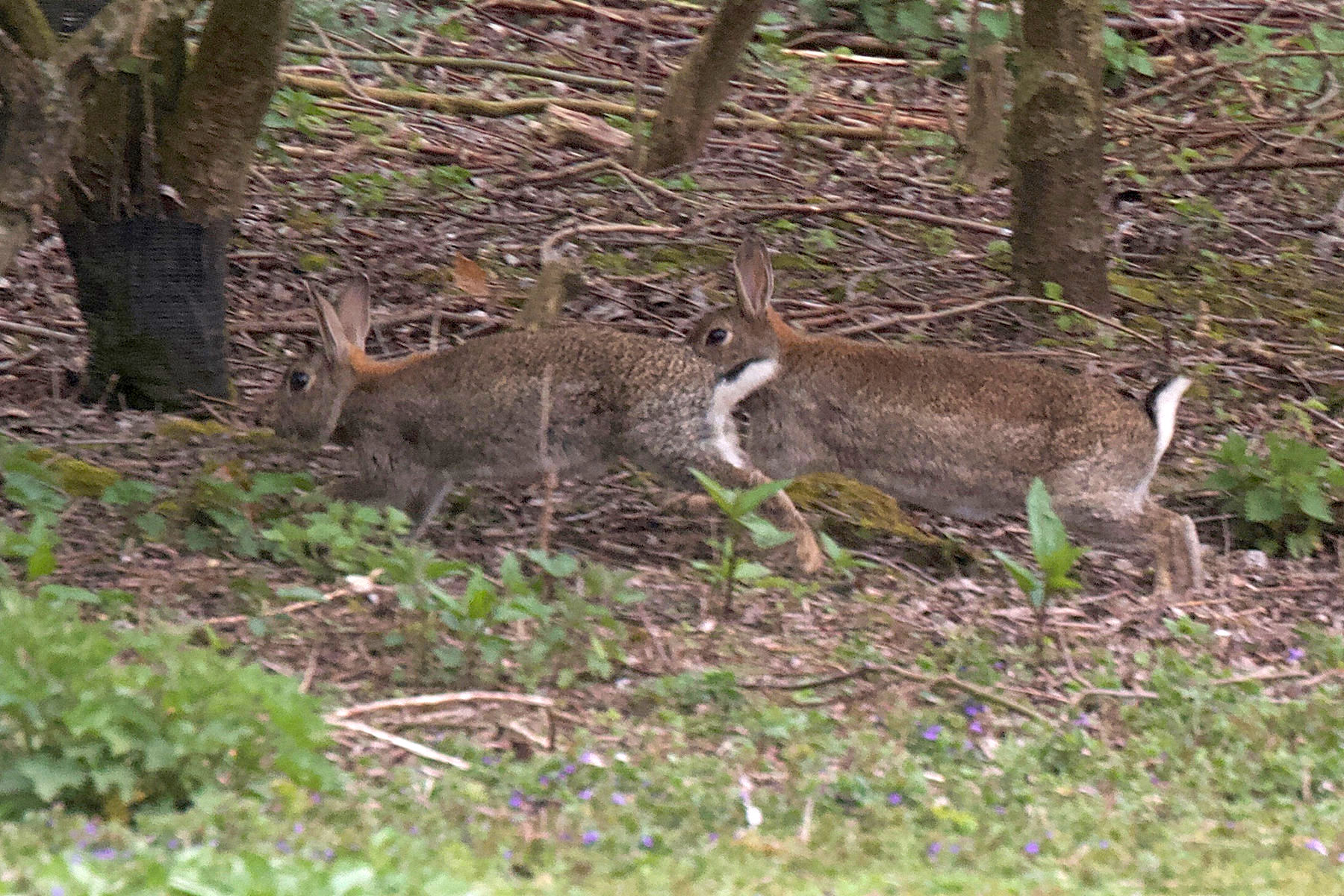 oryctolagus_cuniculus6md