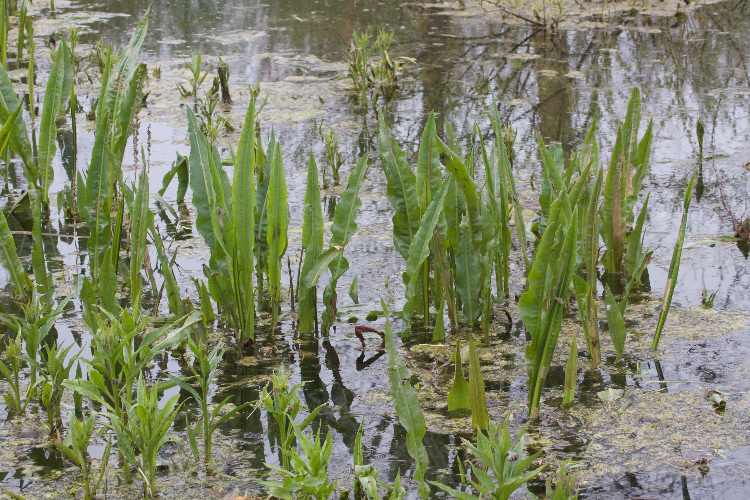 Afficher le média rumex_hydrolapatum6md rumex_hydrolapatum6md