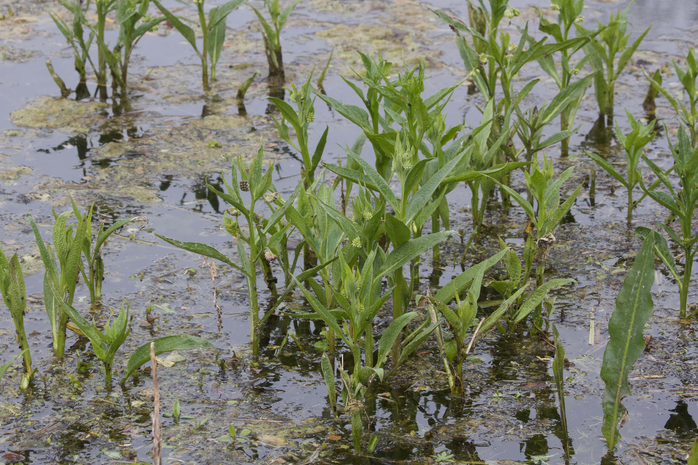 symphytum_officinale4md