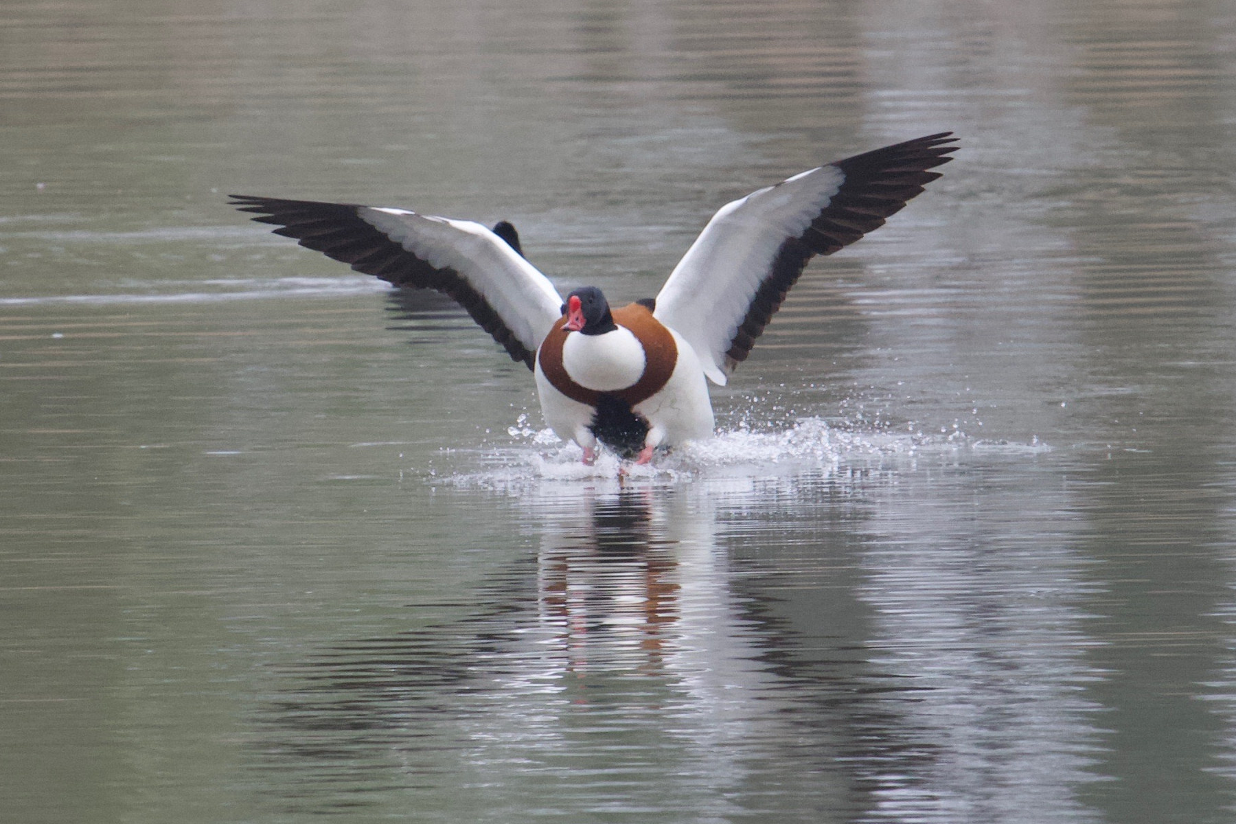 tadorne_de_belon_-_tadorna_tadorna7bd