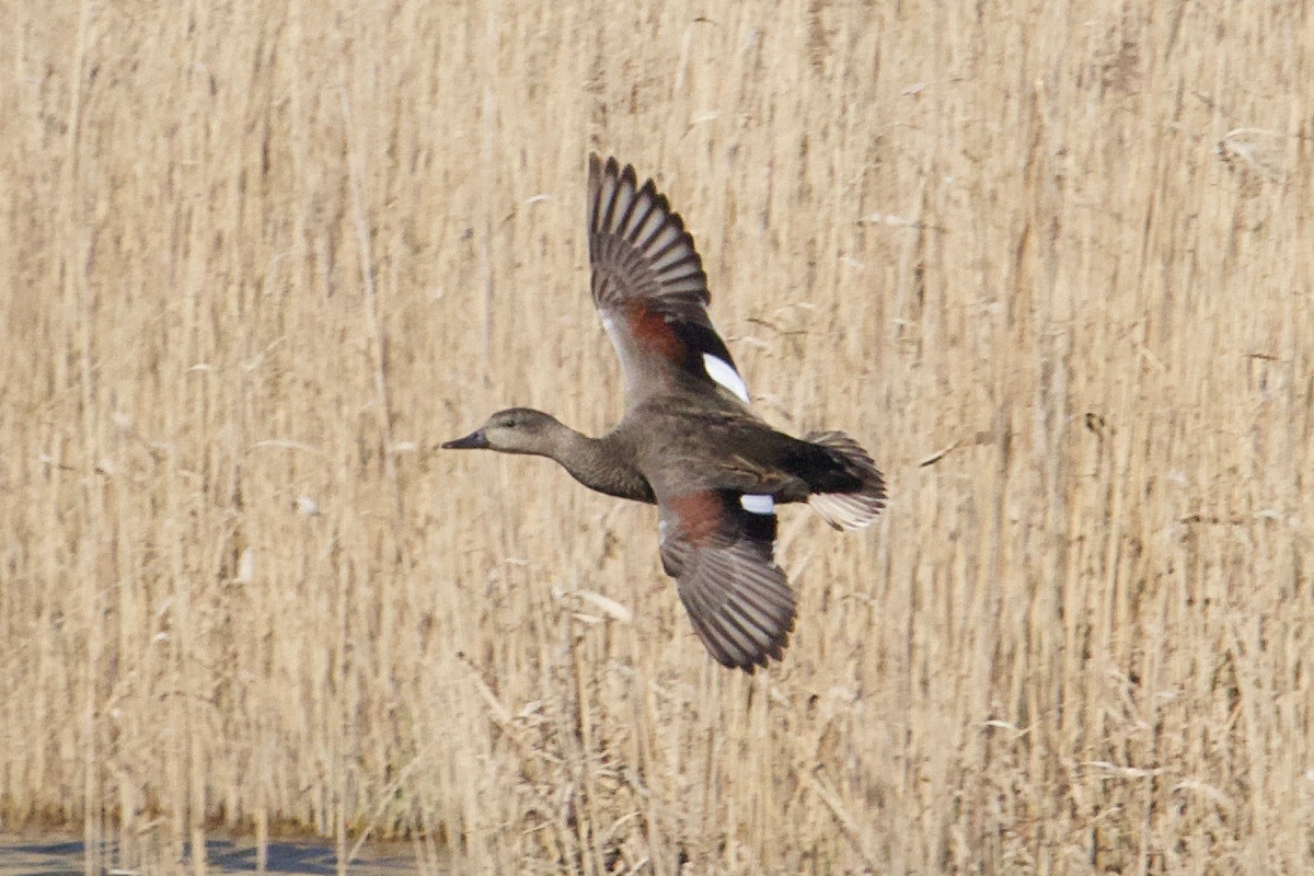 canard_chipeau_-_anas_strepera8bd