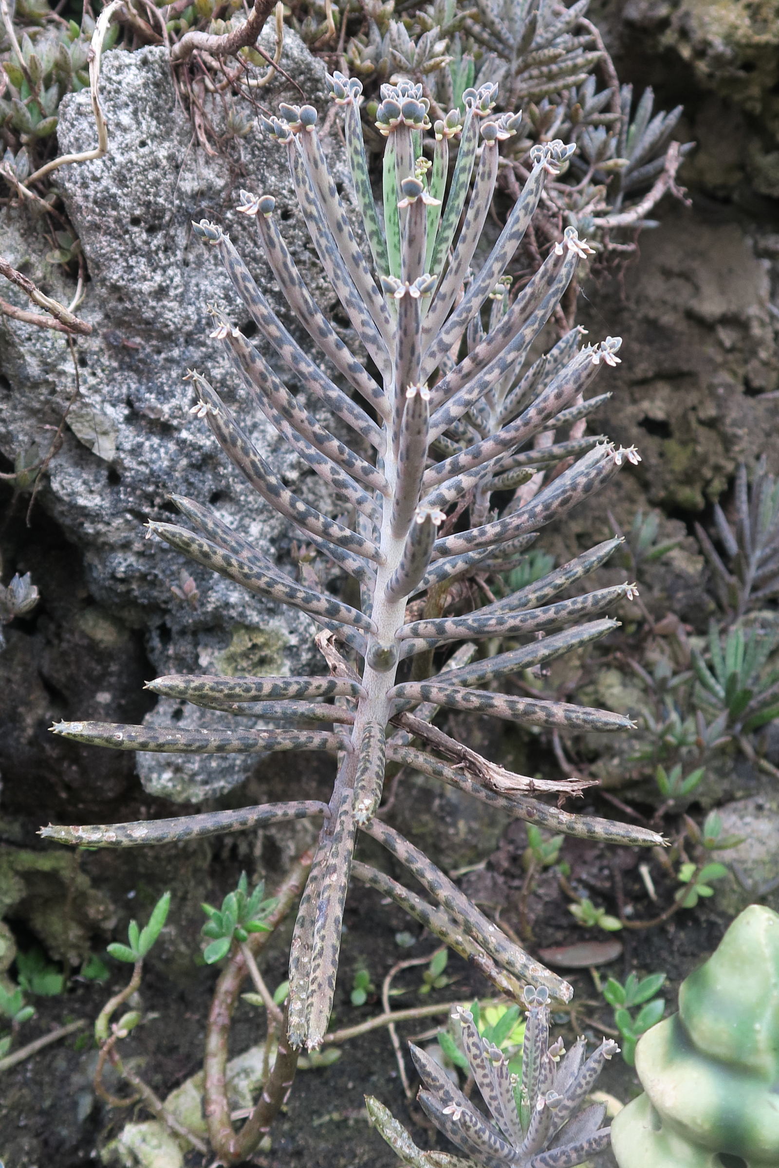 kalanchoe_delagoensis2md
