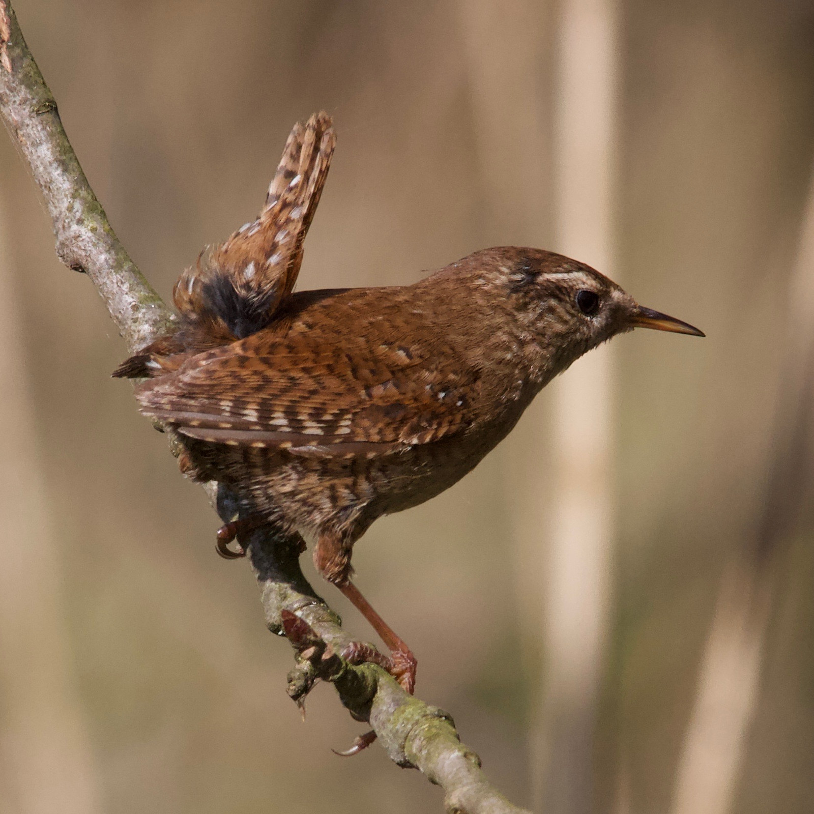 Afficher le média troglodyte_mignon_-_troglodytes_troglodytes7md troglodyte_mignon_-_troglodytes_troglodytes7md