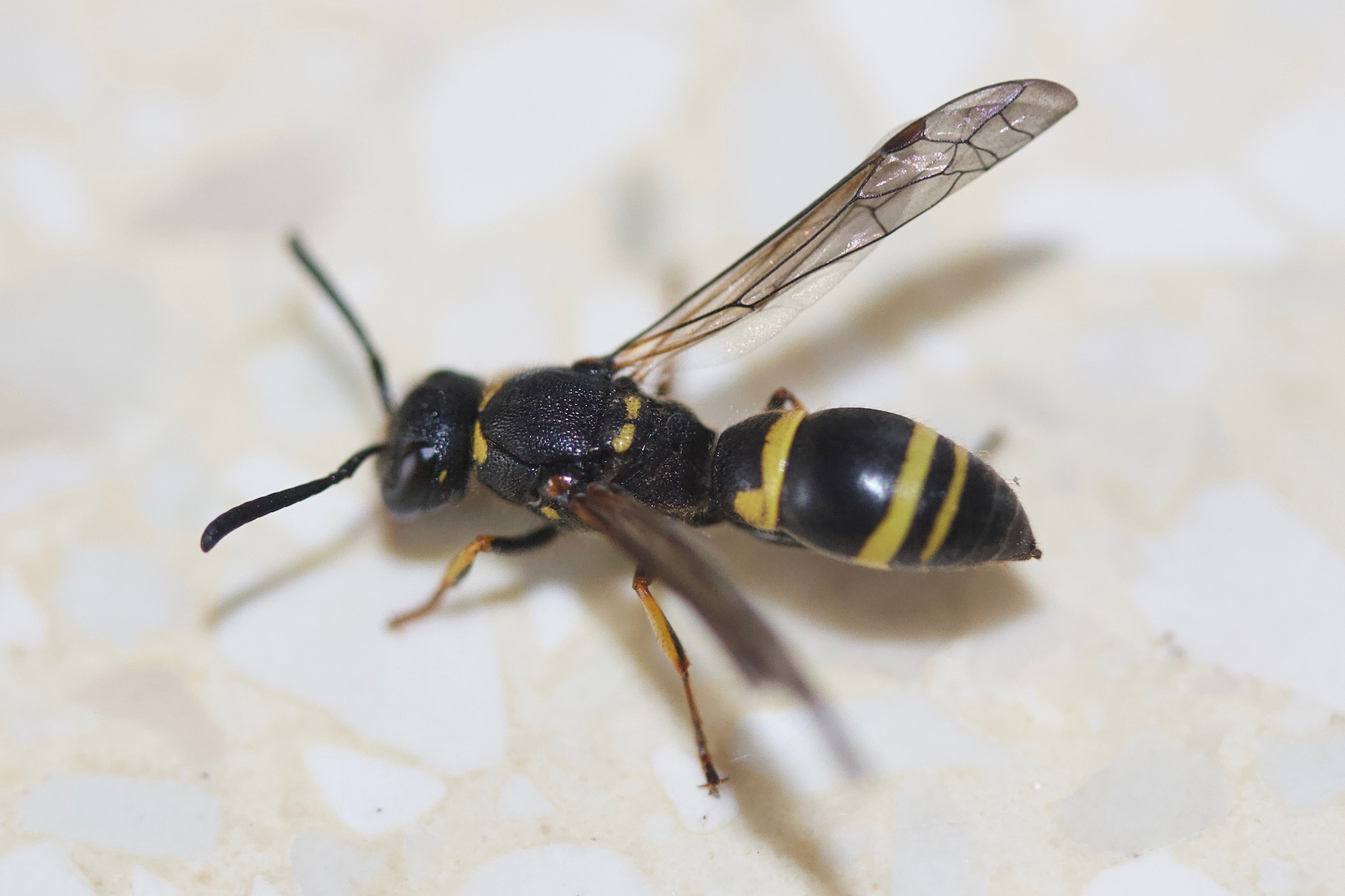 ancistrocerus_sp1md