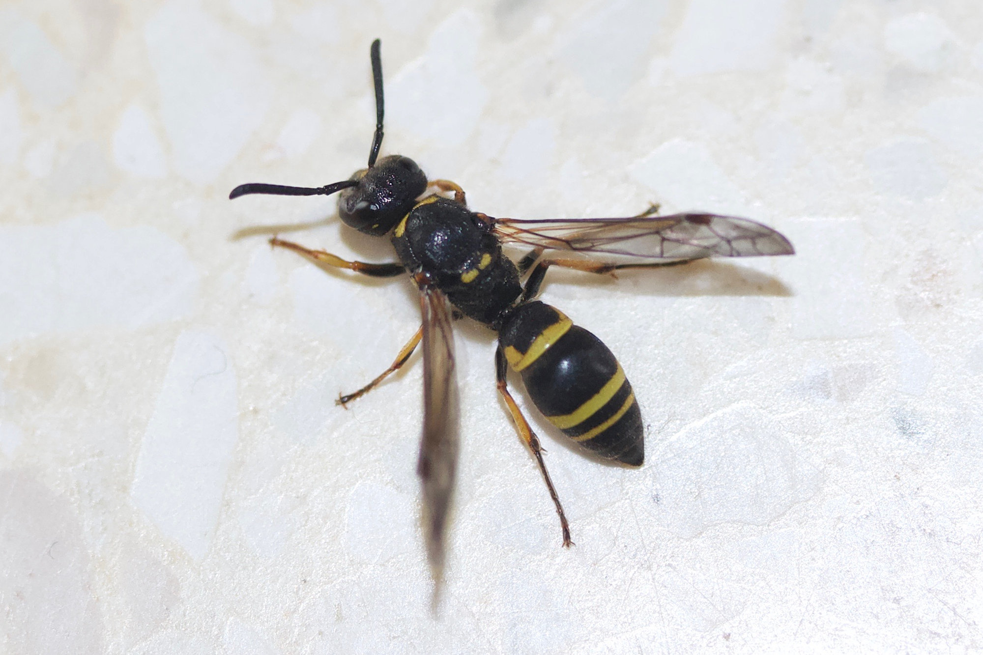 ancistrocerus_sp2md