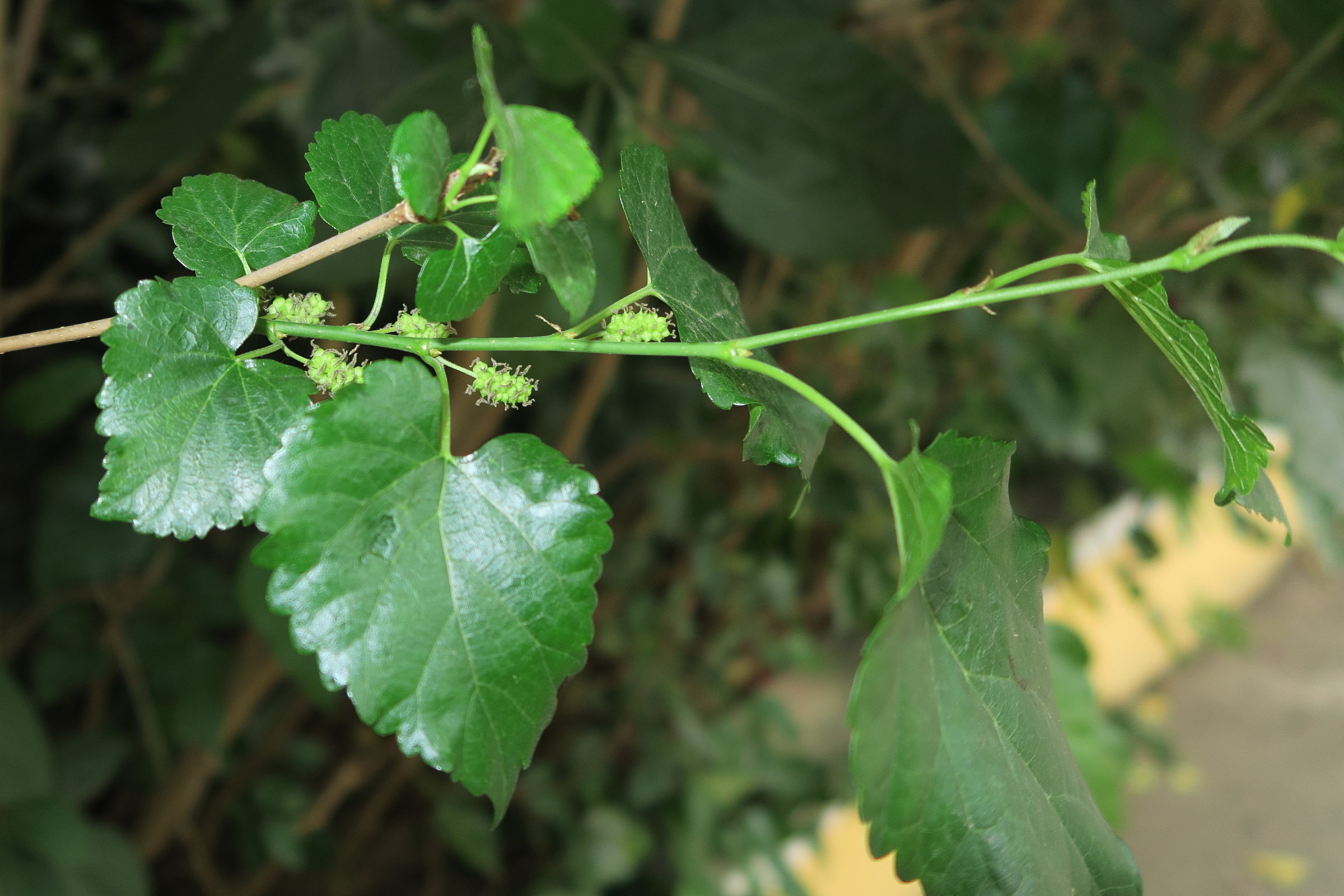 Afficher le média morus_australis1md morus_australis1md