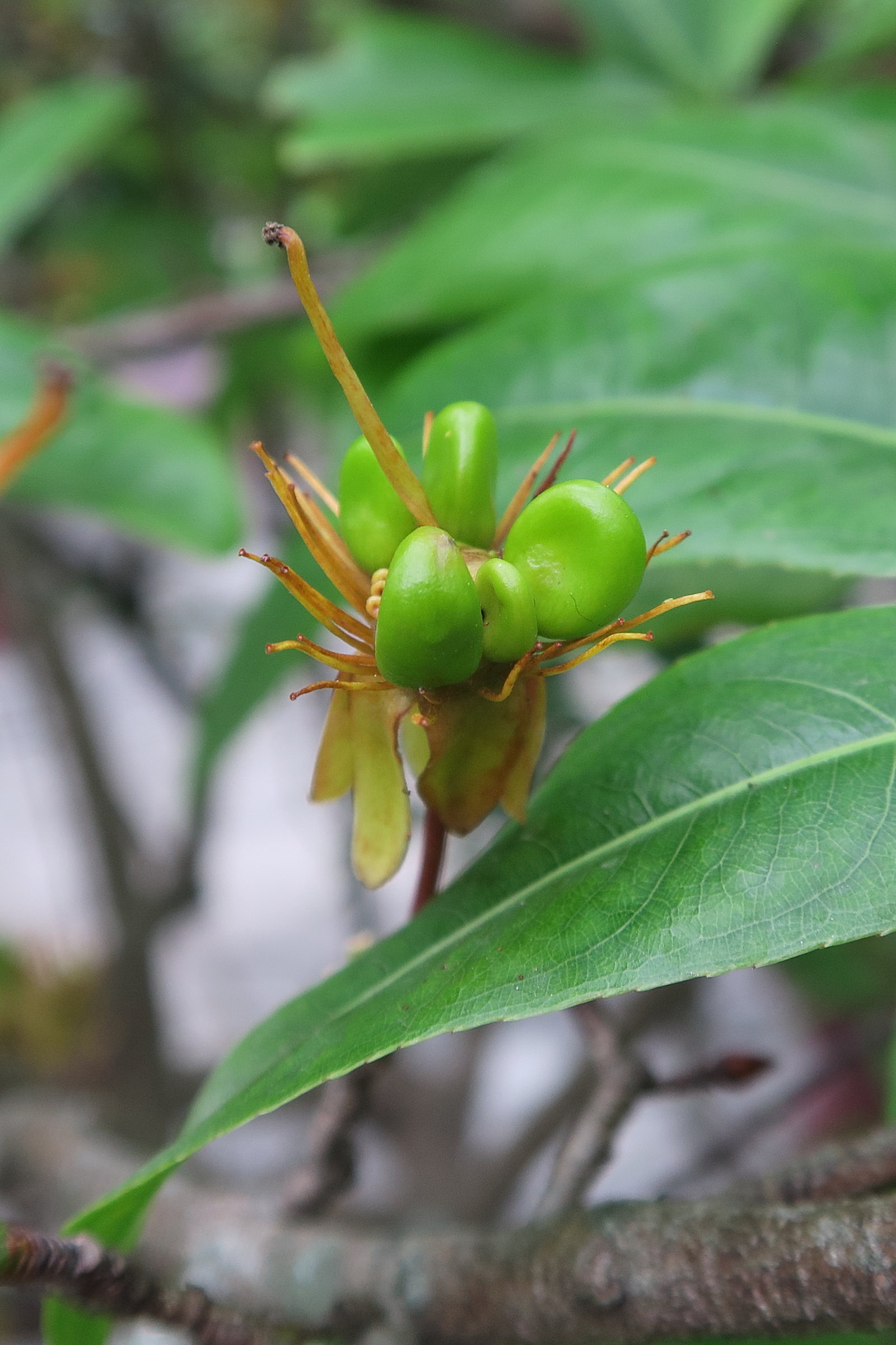 ochna_interregima7md