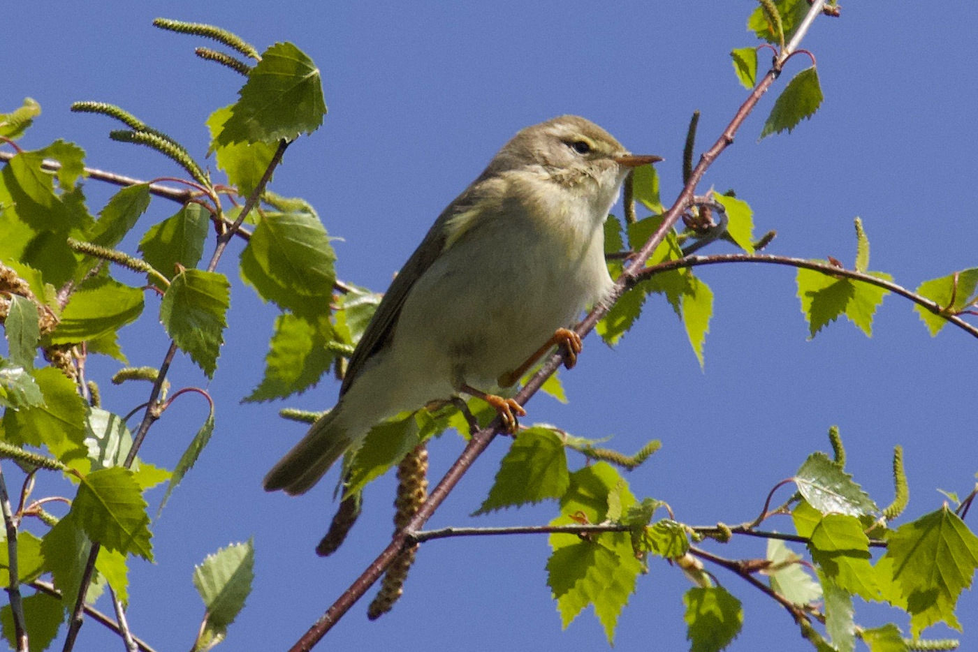 Afficher le média pouillot_fitis_-_phylloscopus_trochilus3bd pouillot_fitis_-_phylloscopus_trochilus3bd