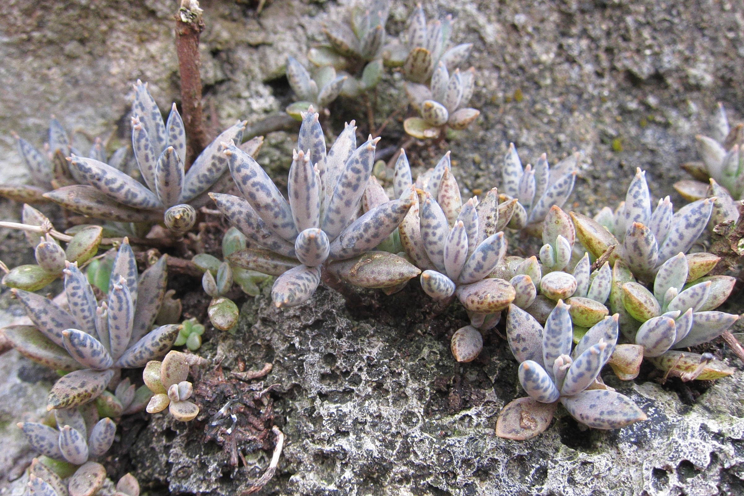 kalanchoe_delagoensis3bd