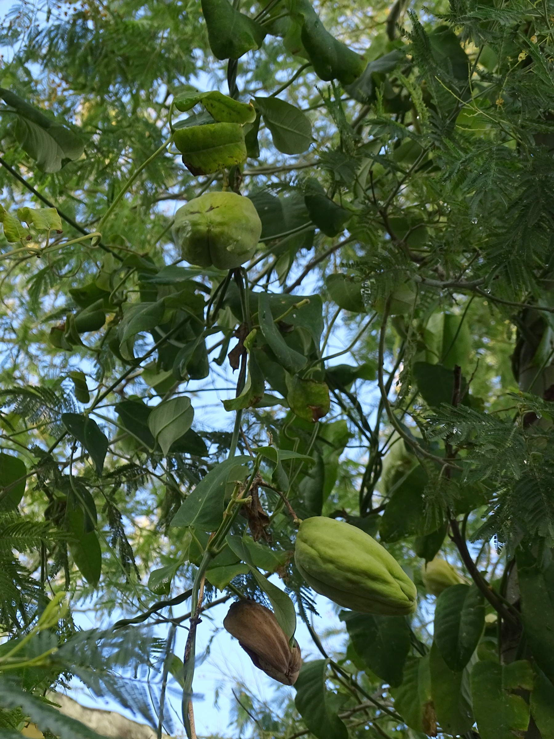 araujia_sericifera11mv