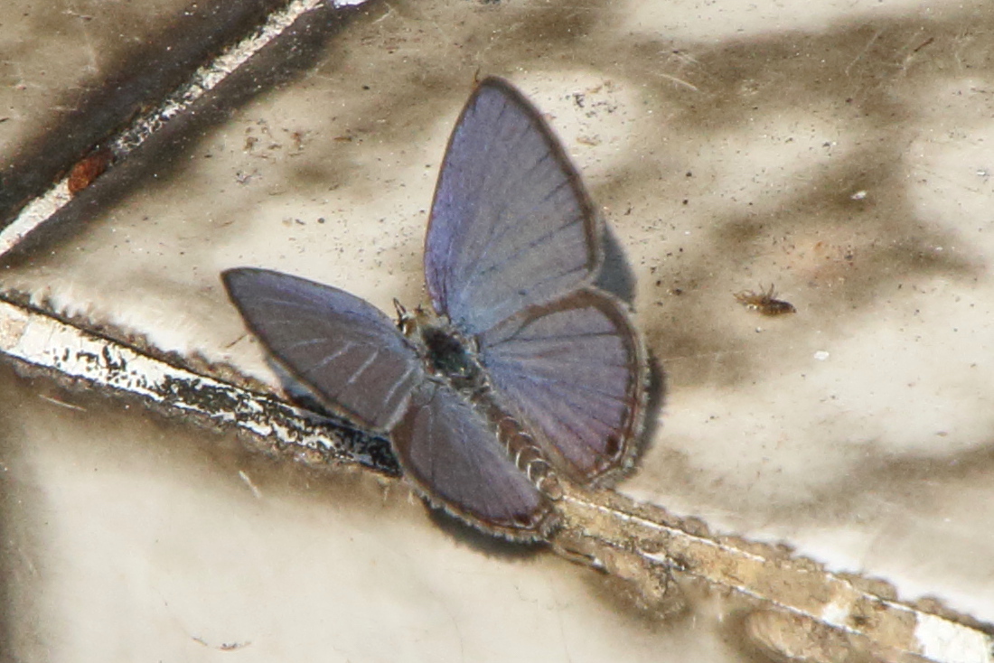 chilades_pandava_pandava2bd