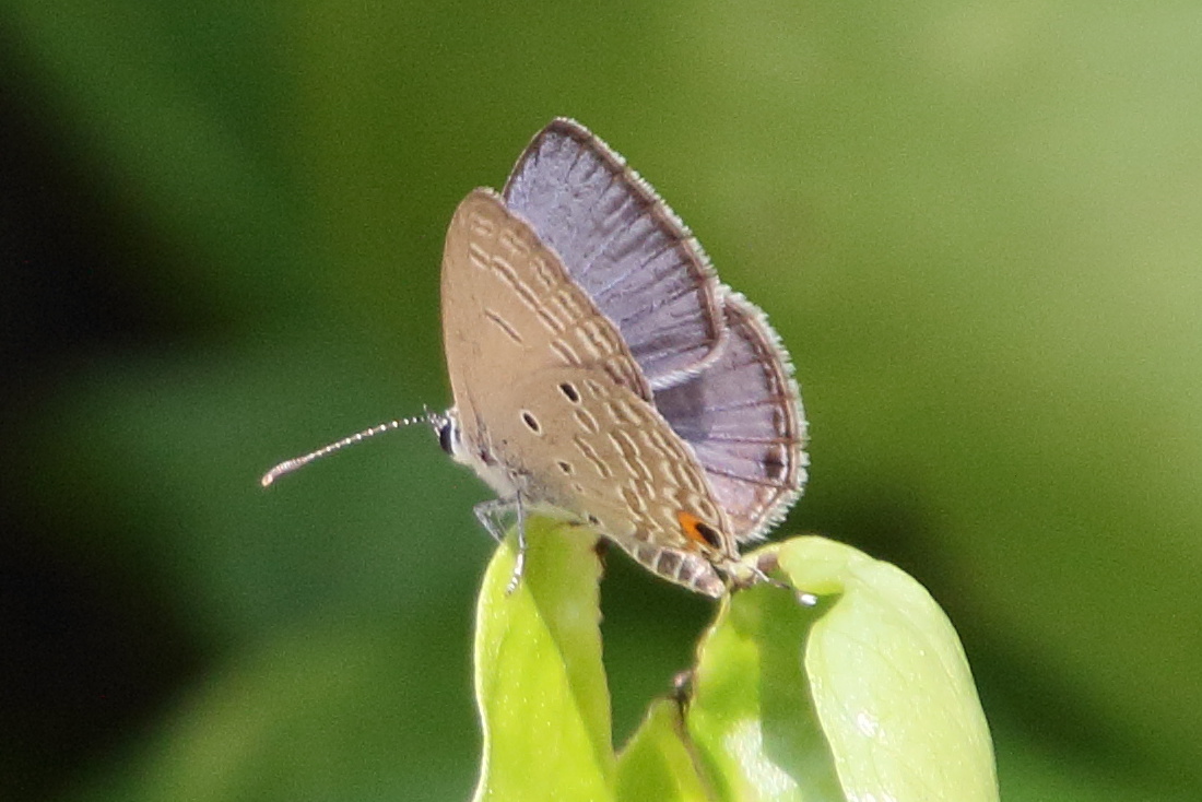 chilades_pandava_pandava3bd