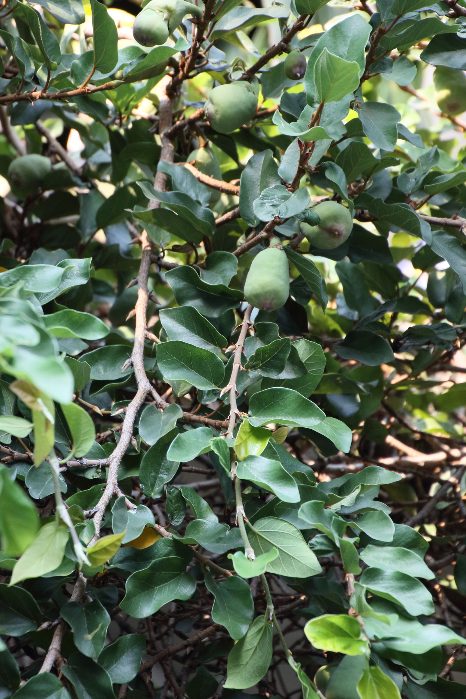 Afficher le média ficus_pumila3bd ficus_pumila3bd