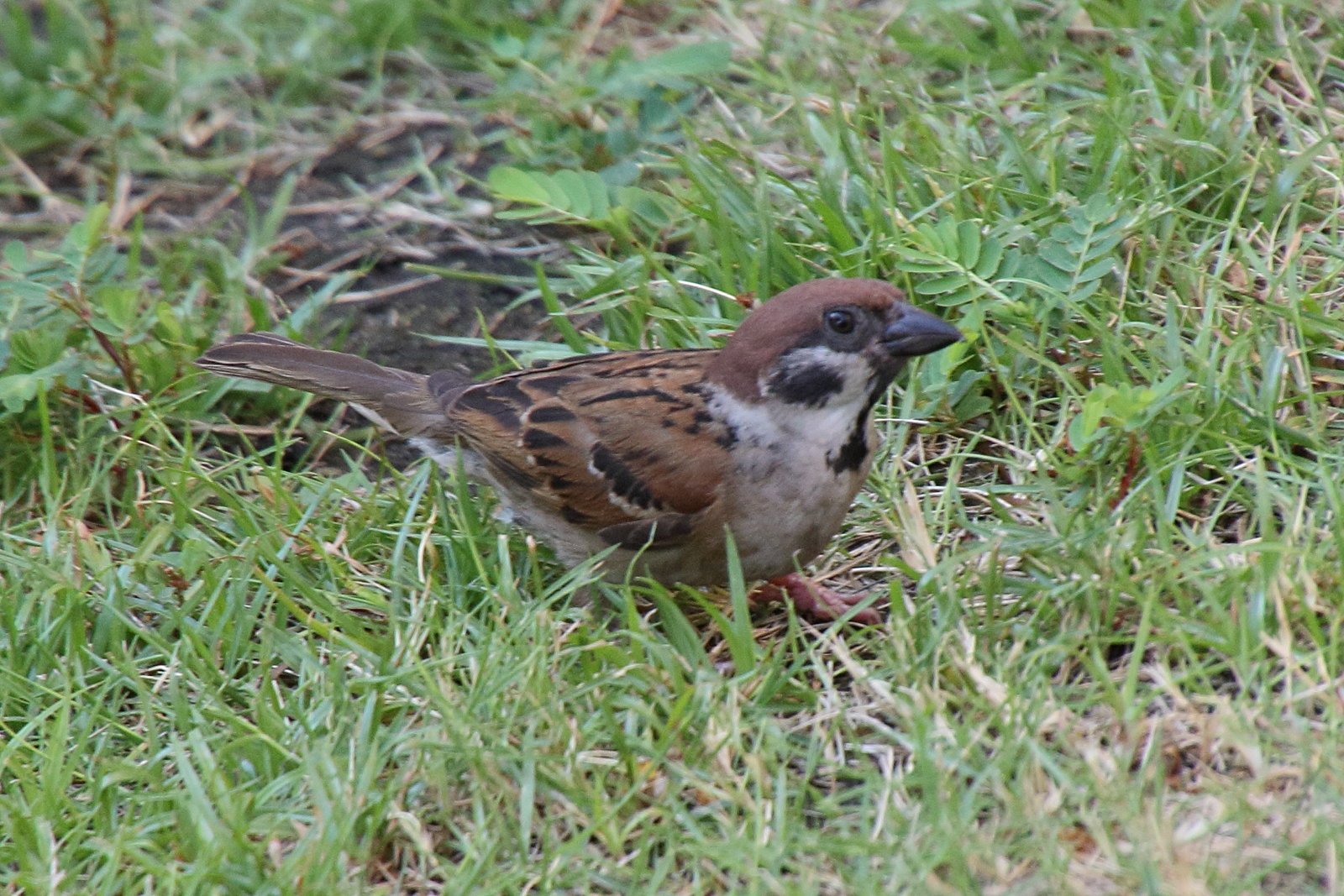 moineau_friquet_-_passer_montanusbd