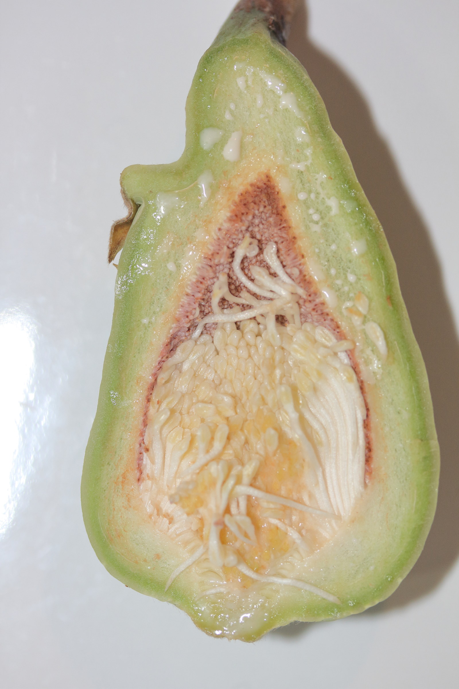 Afficher le média ficus_pumila4md ficus_pumila4md