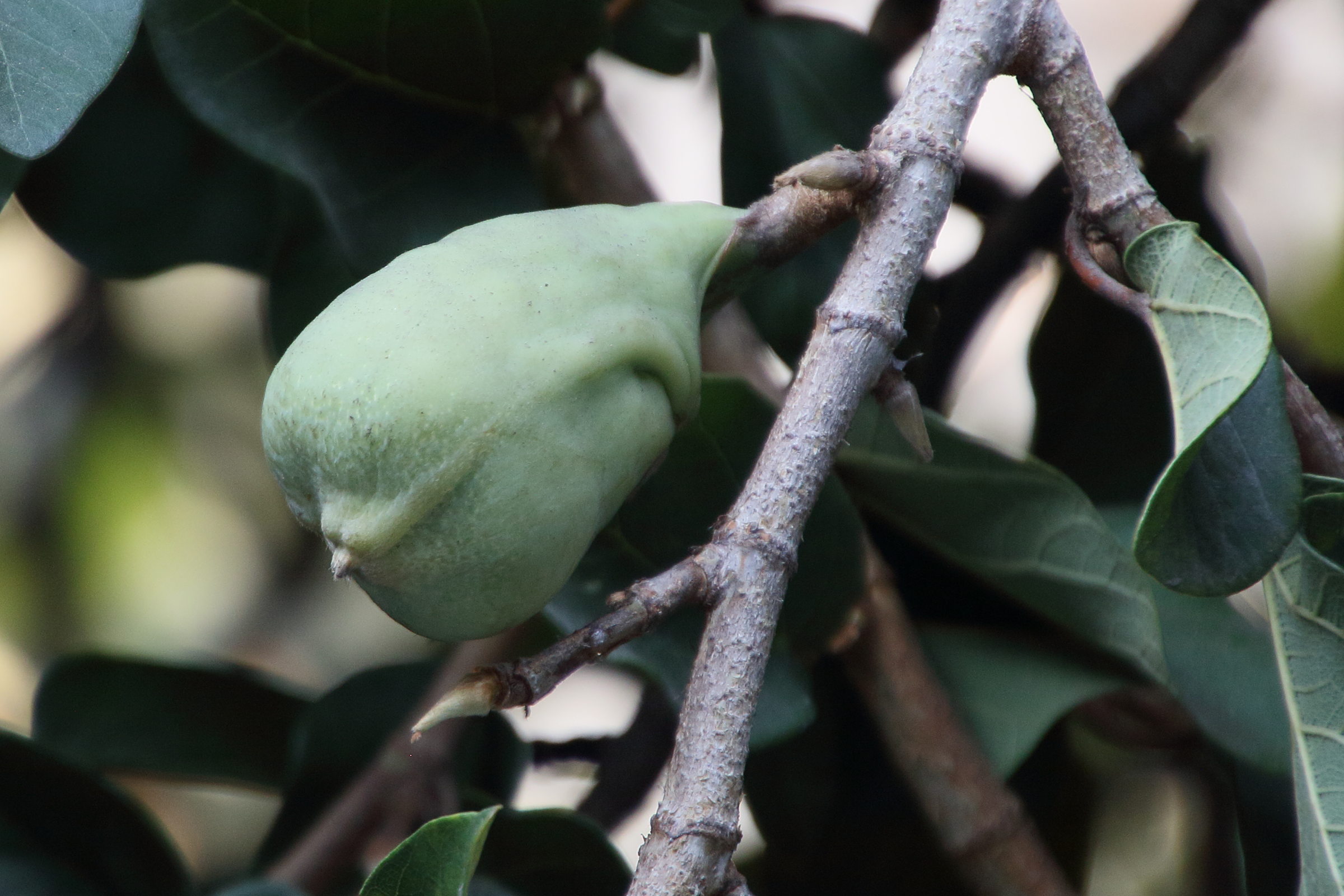 Afficher le média ficus_pumila5bd ficus_pumila5bd