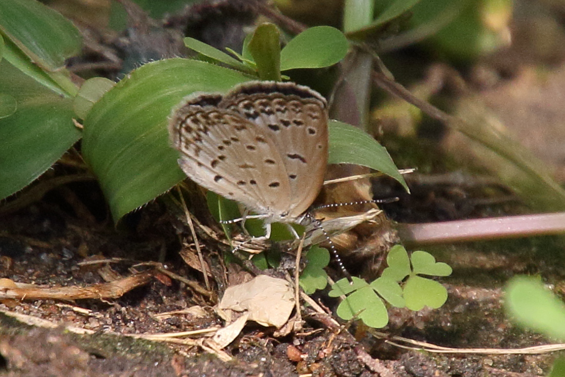 pseudozizeeria_maha1bd