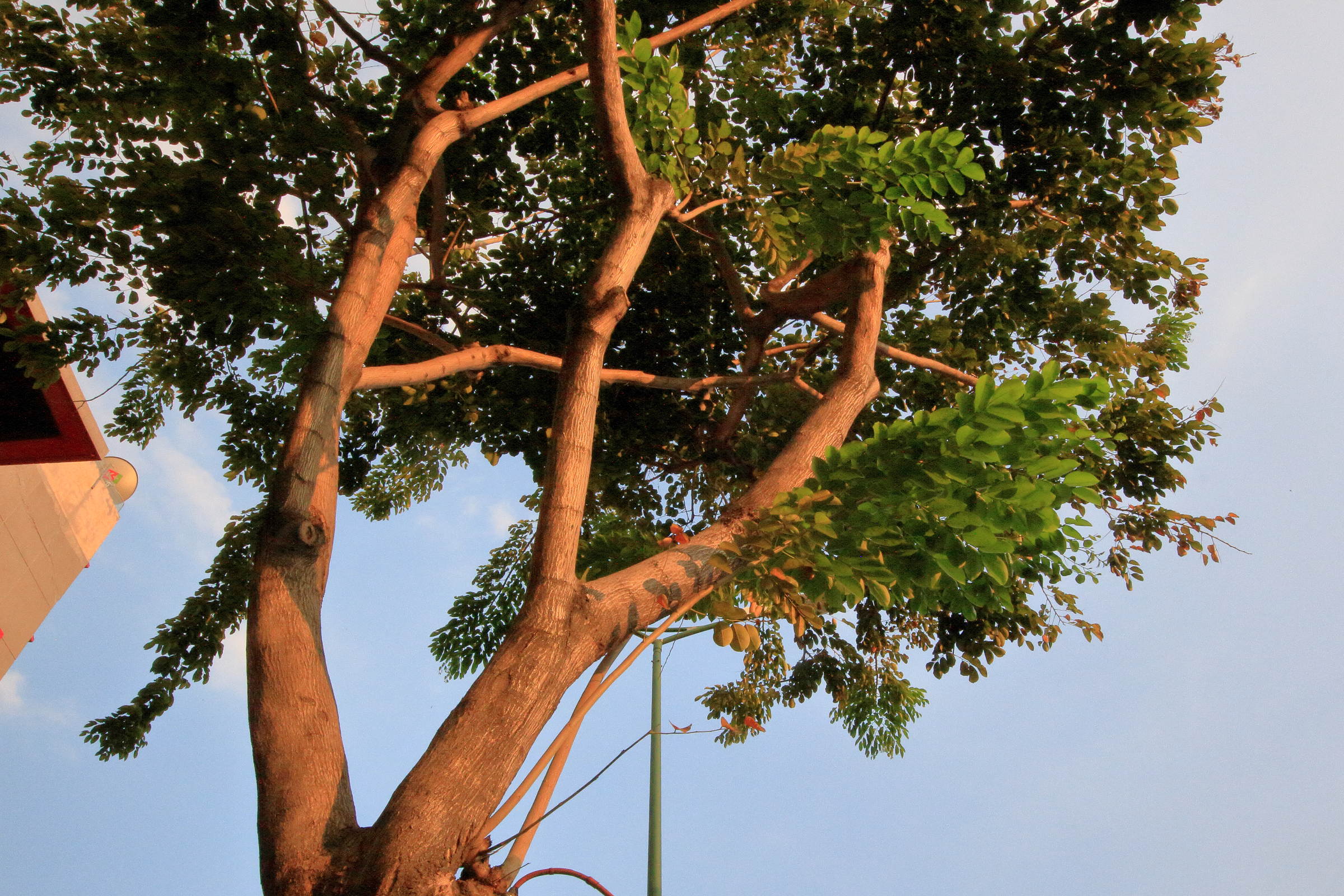 Afficher le média pterocarpus_macrocarpus1md pterocarpus_macrocarpus1md