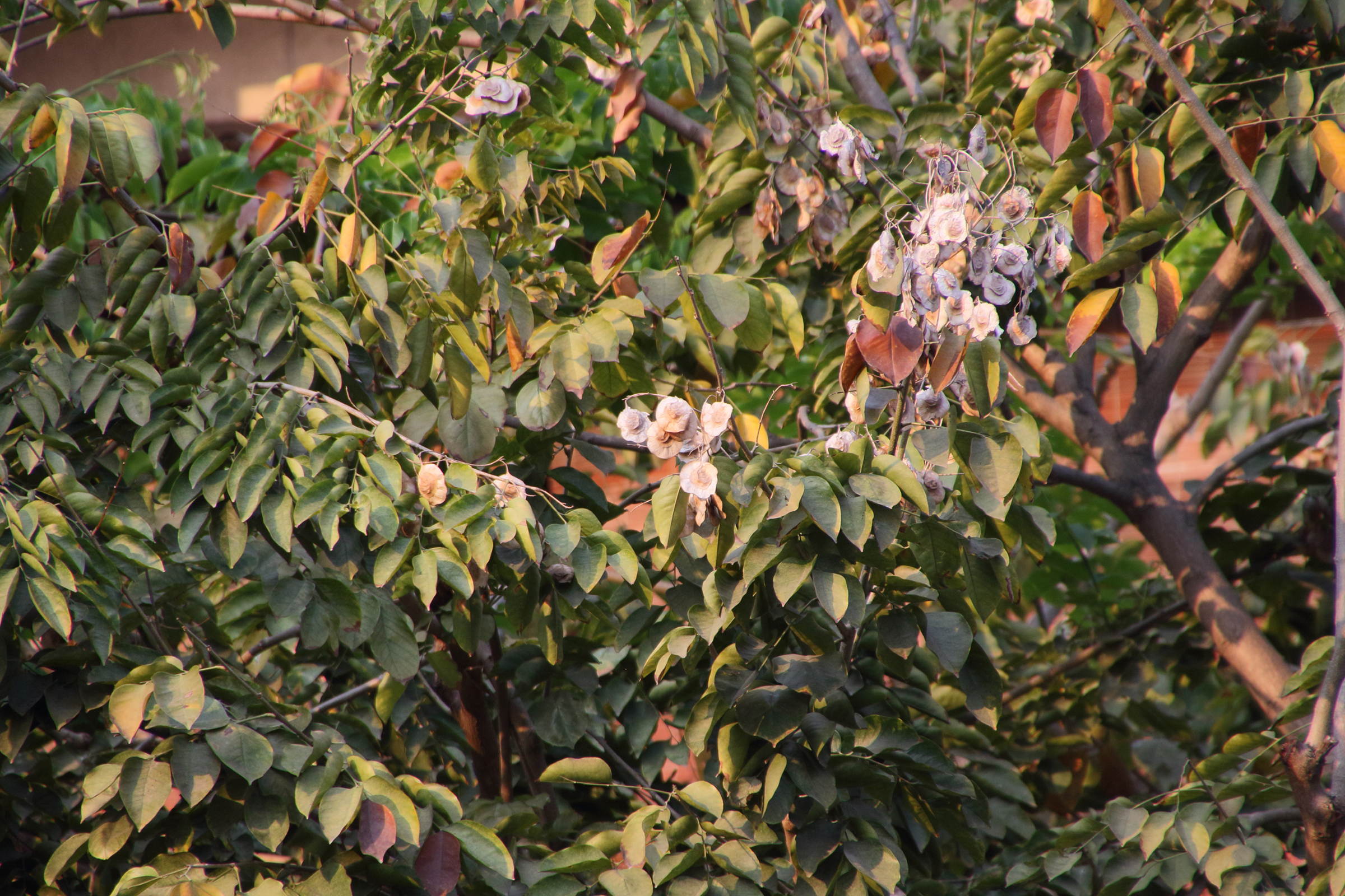 Afficher le média pterocarpus_macrocarpus2bd pterocarpus_macrocarpus2bd