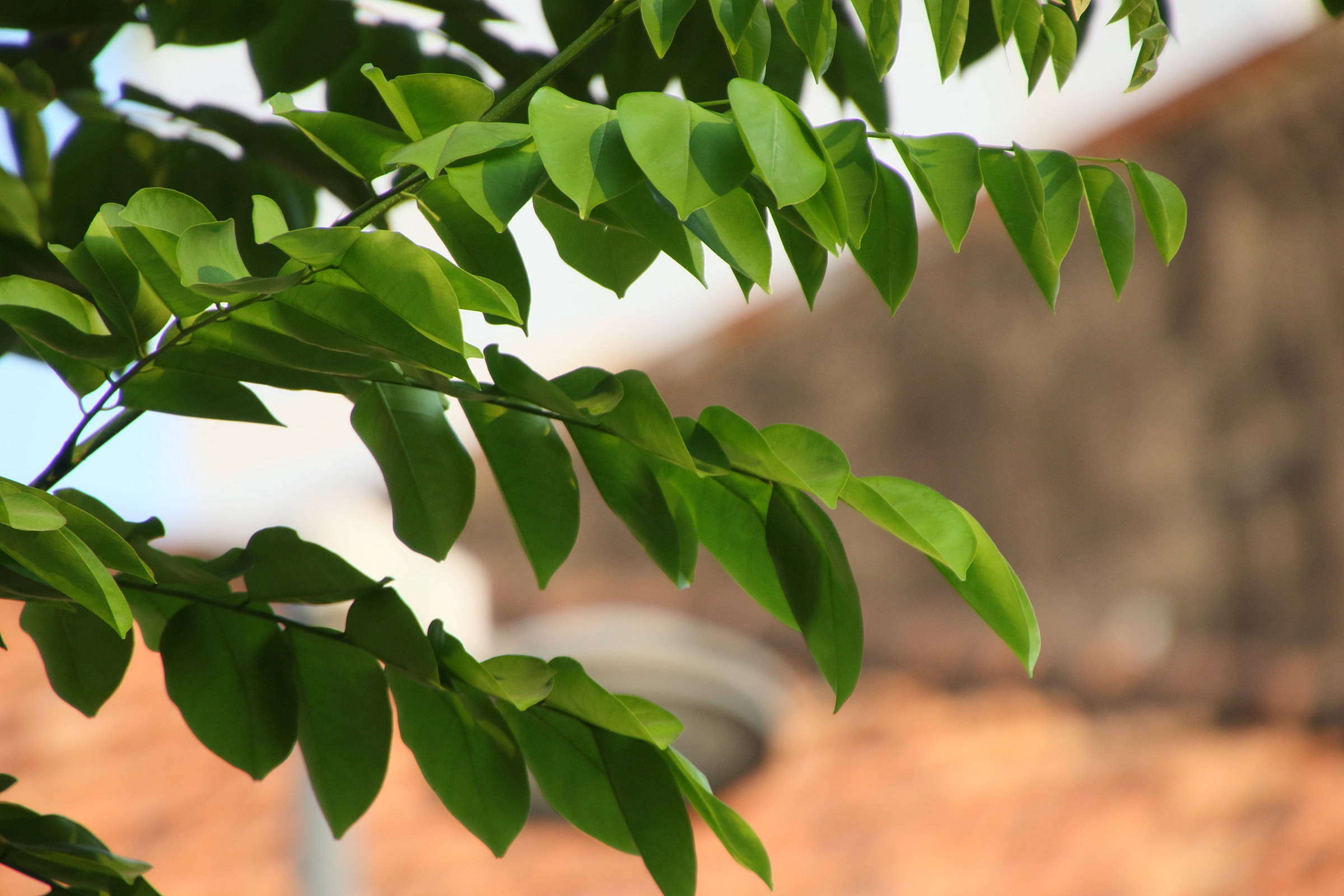 Afficher le média pterocarpus_macrocarpus3bd pterocarpus_macrocarpus3bd