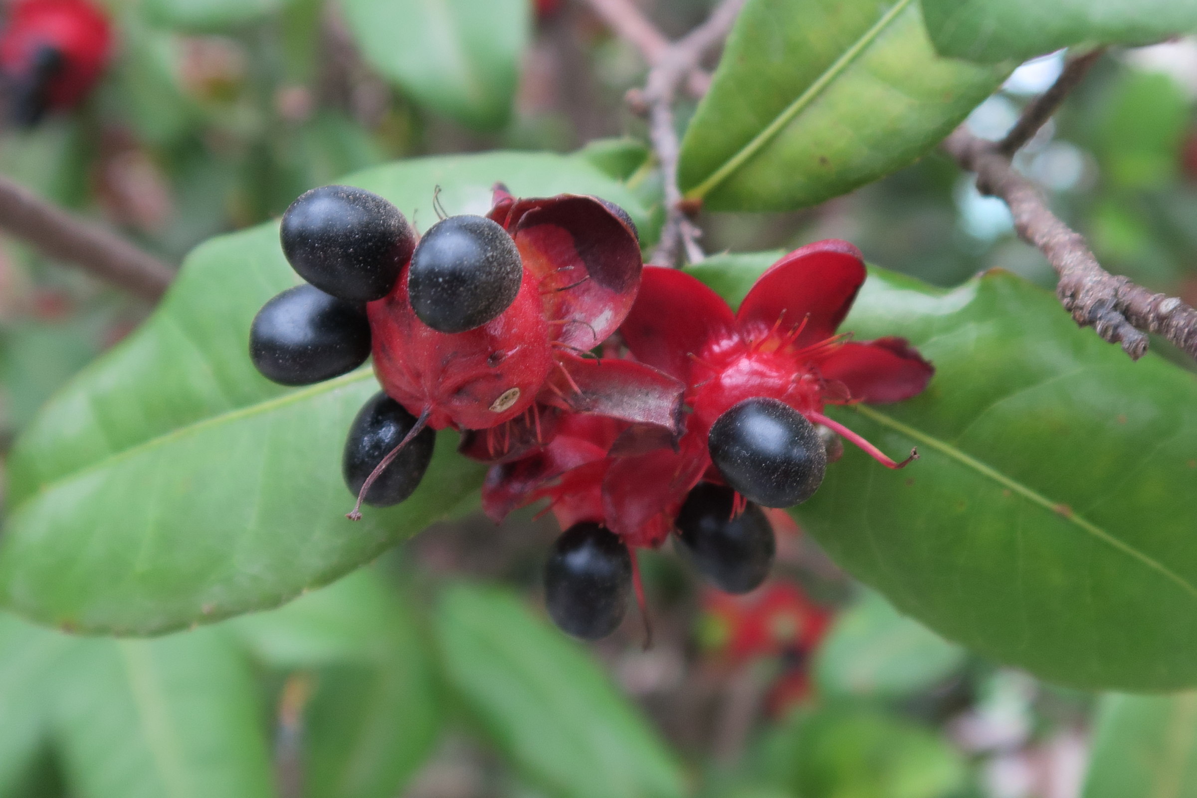 ochna_interregima8md