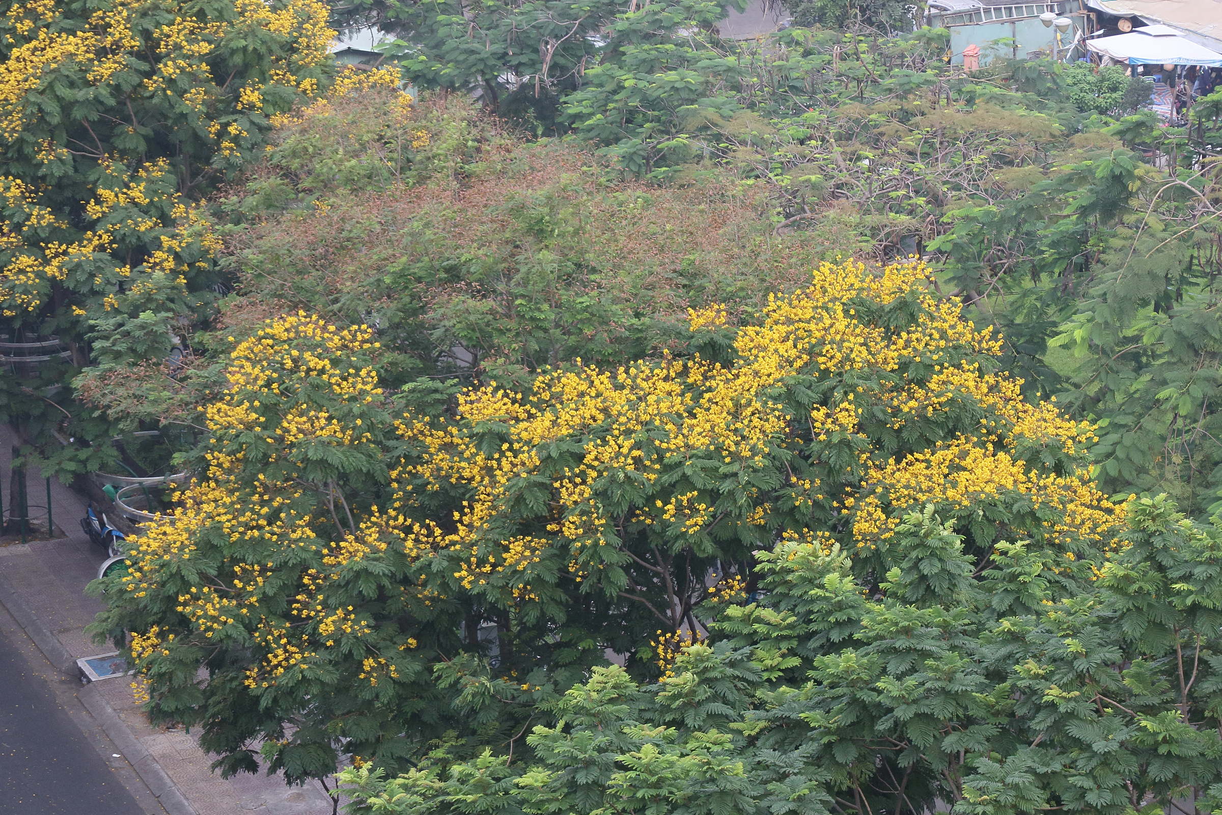 peltophorum_pterocarpum8bd