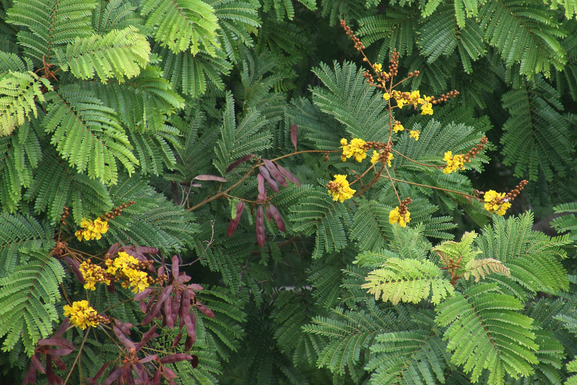 peltophorum_pterocarpum9bd