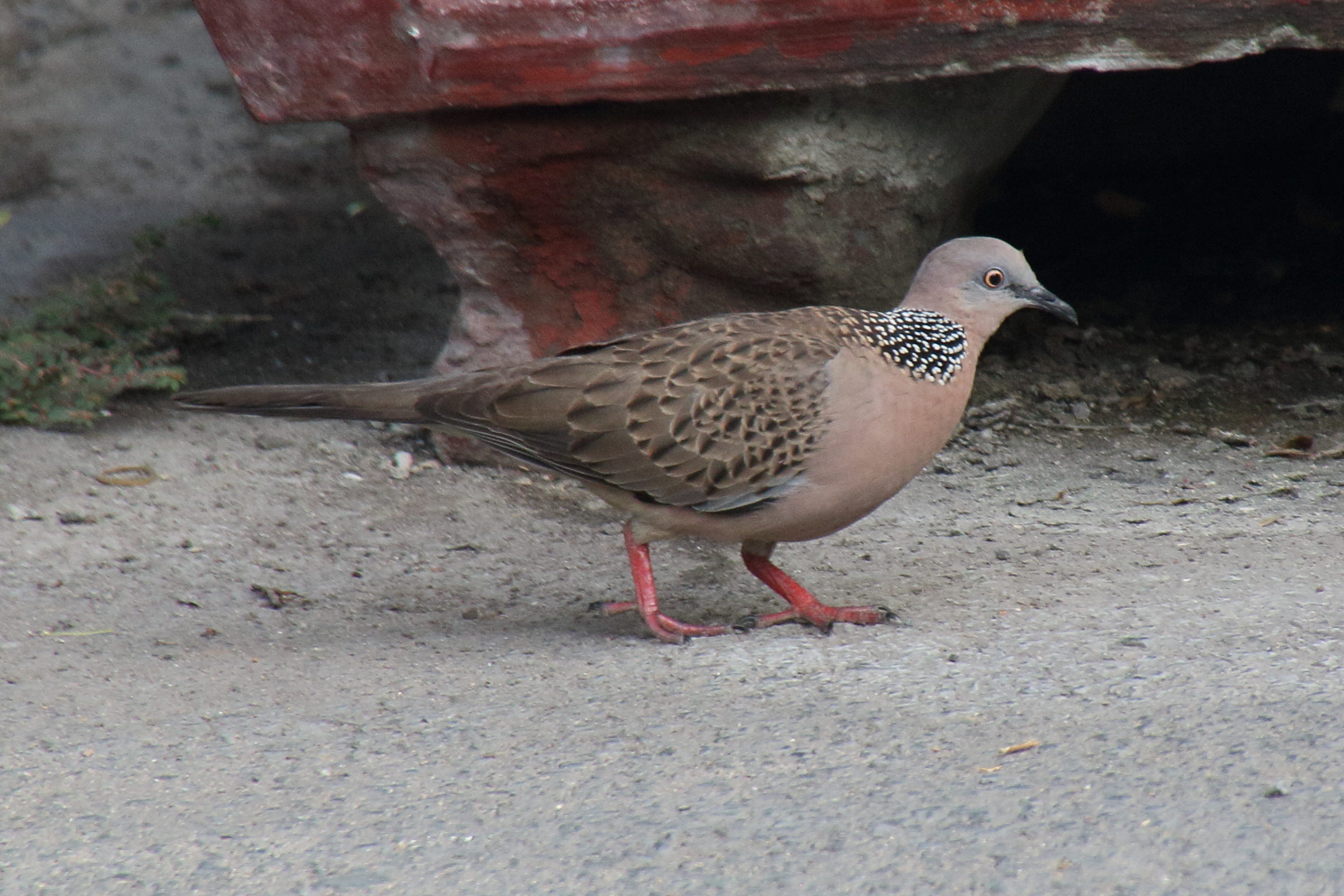 Afficher le média tourterelle_tigrine_-_streptopelia_chinensis1bd tourterelle_tigrine_-_streptopelia_chinensis1bd