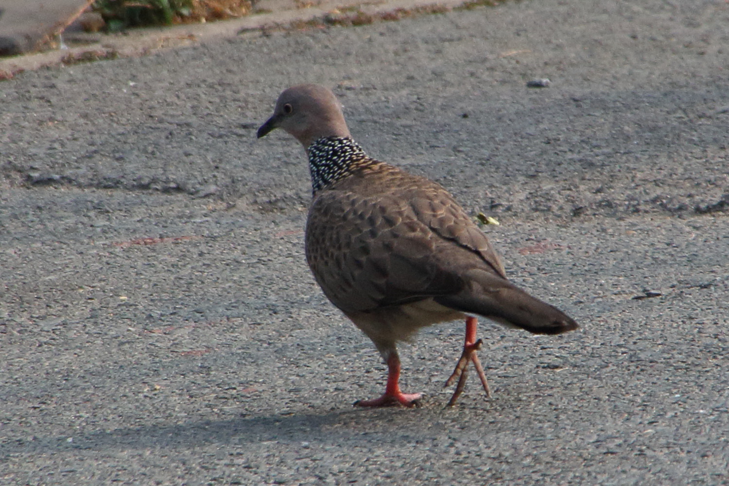 Afficher le média tourterelle_tigrine_-_streptopelia_chinensis2bd tourterelle_tigrine_-_streptopelia_chinensis2bd