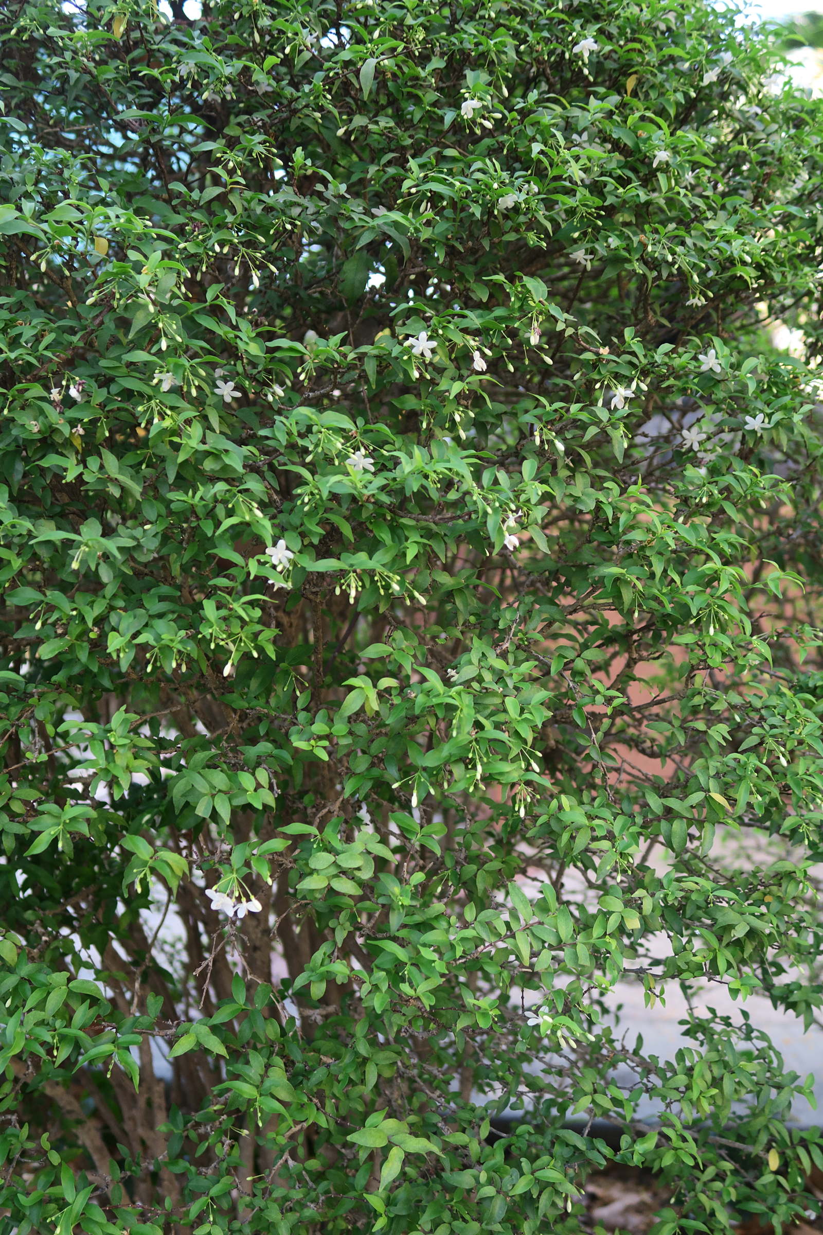 wrightia_religiosa1md