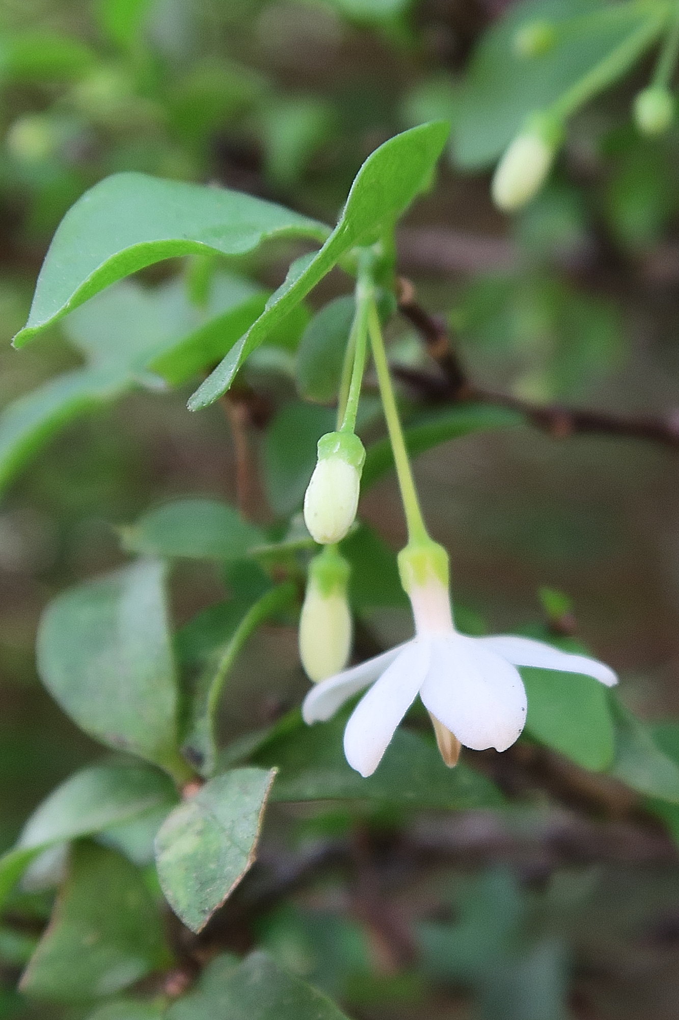 wrightia_religiosa2md