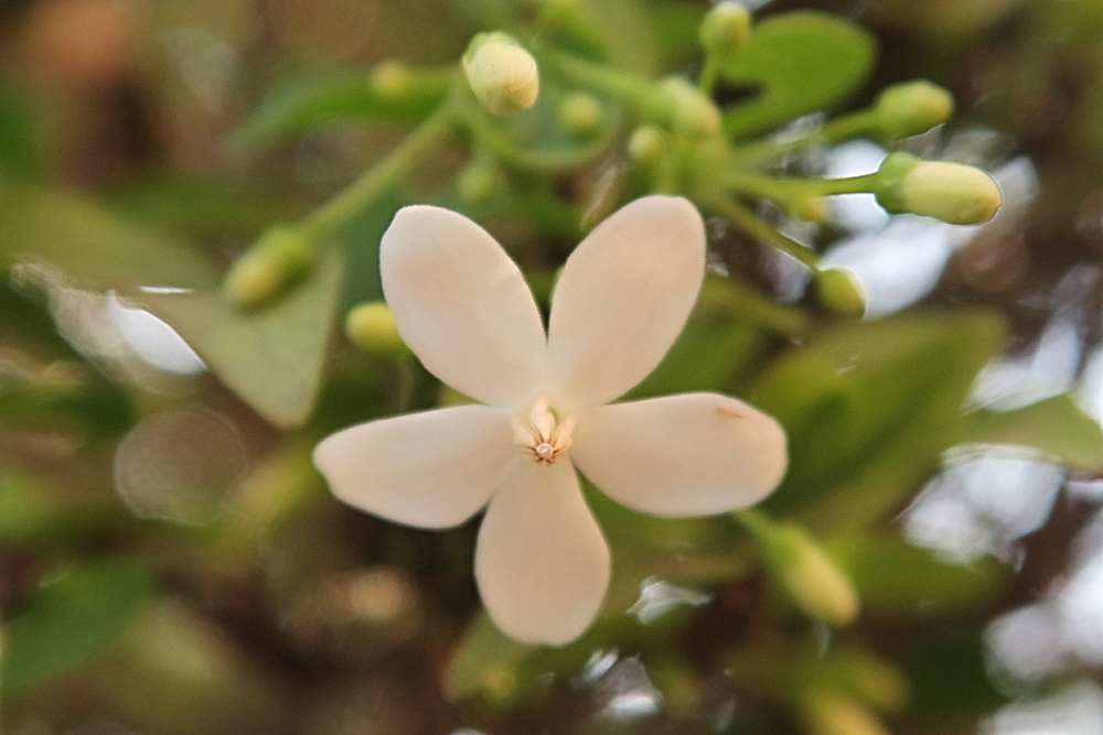 wrightia_religiosa3md