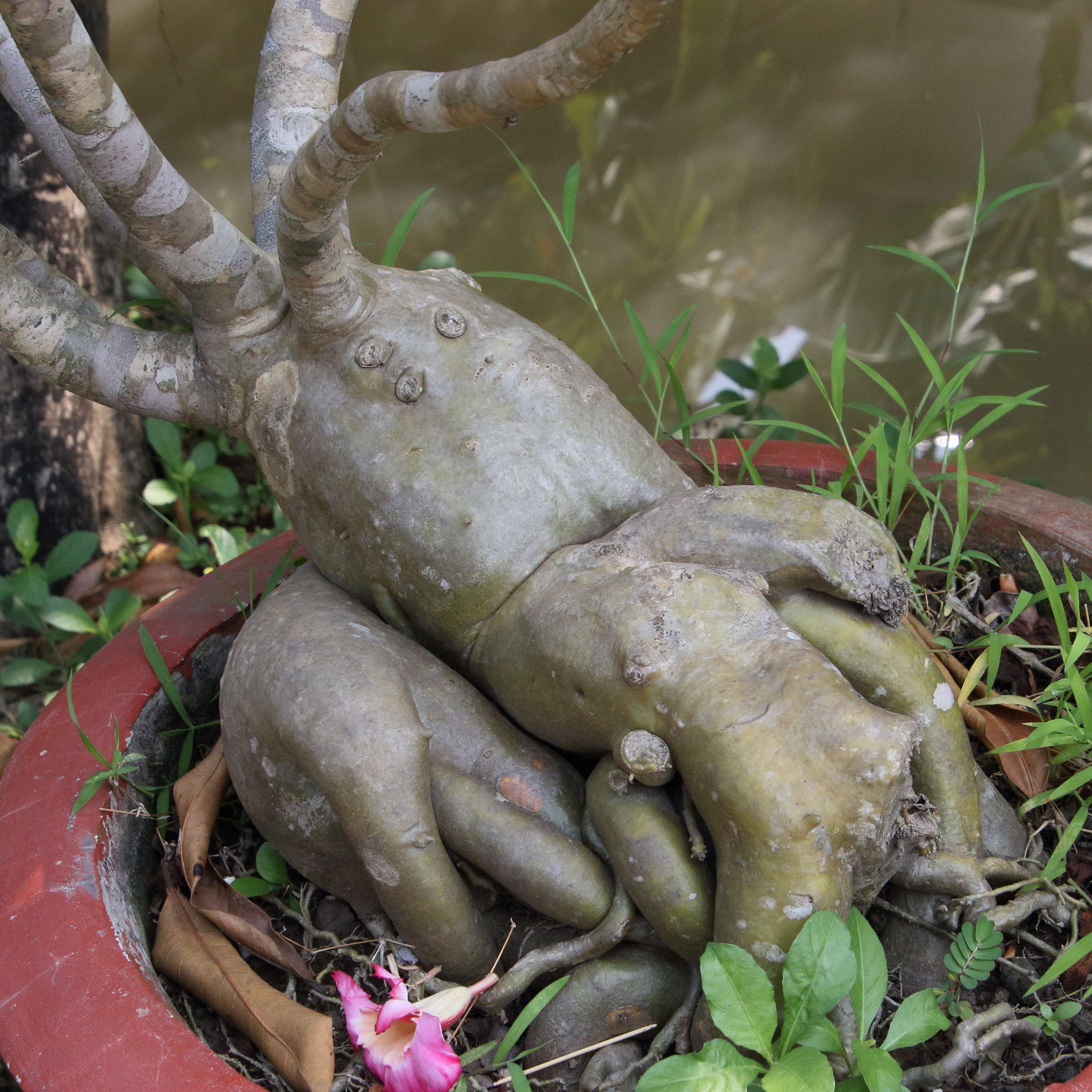 Afficher le média adenium_obesum5bd adenium_obesum5bd