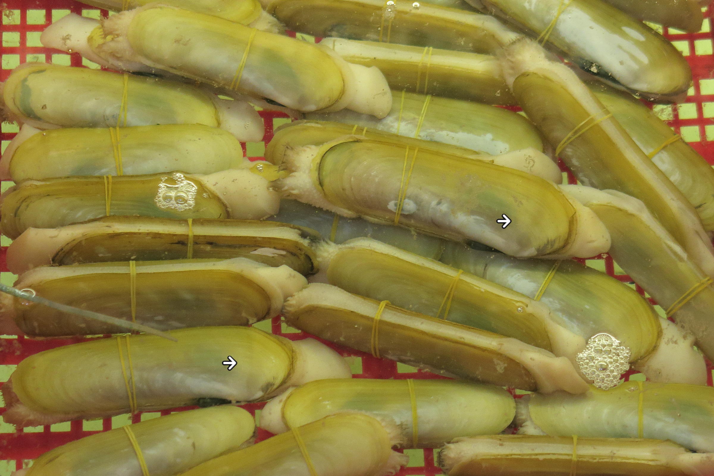 neosiliqua_winteriana1md