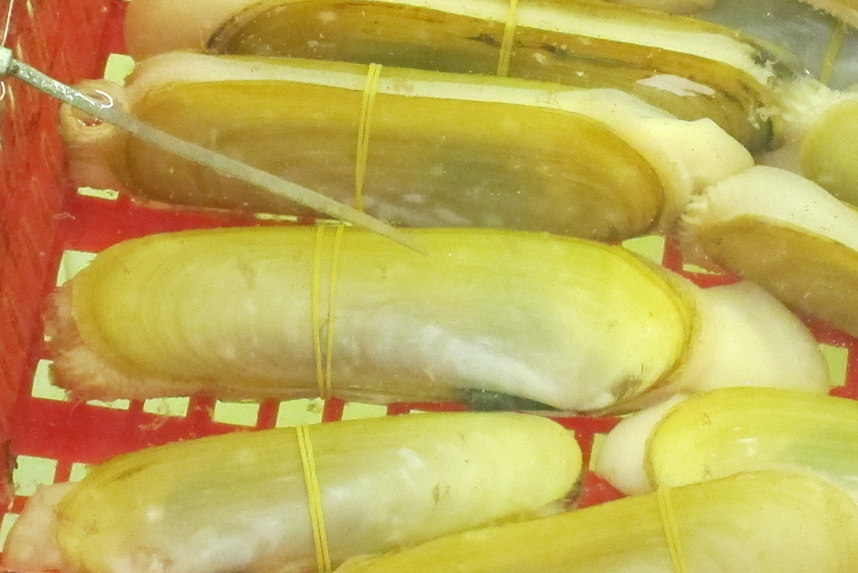 neosiliqua_winteriana2bd