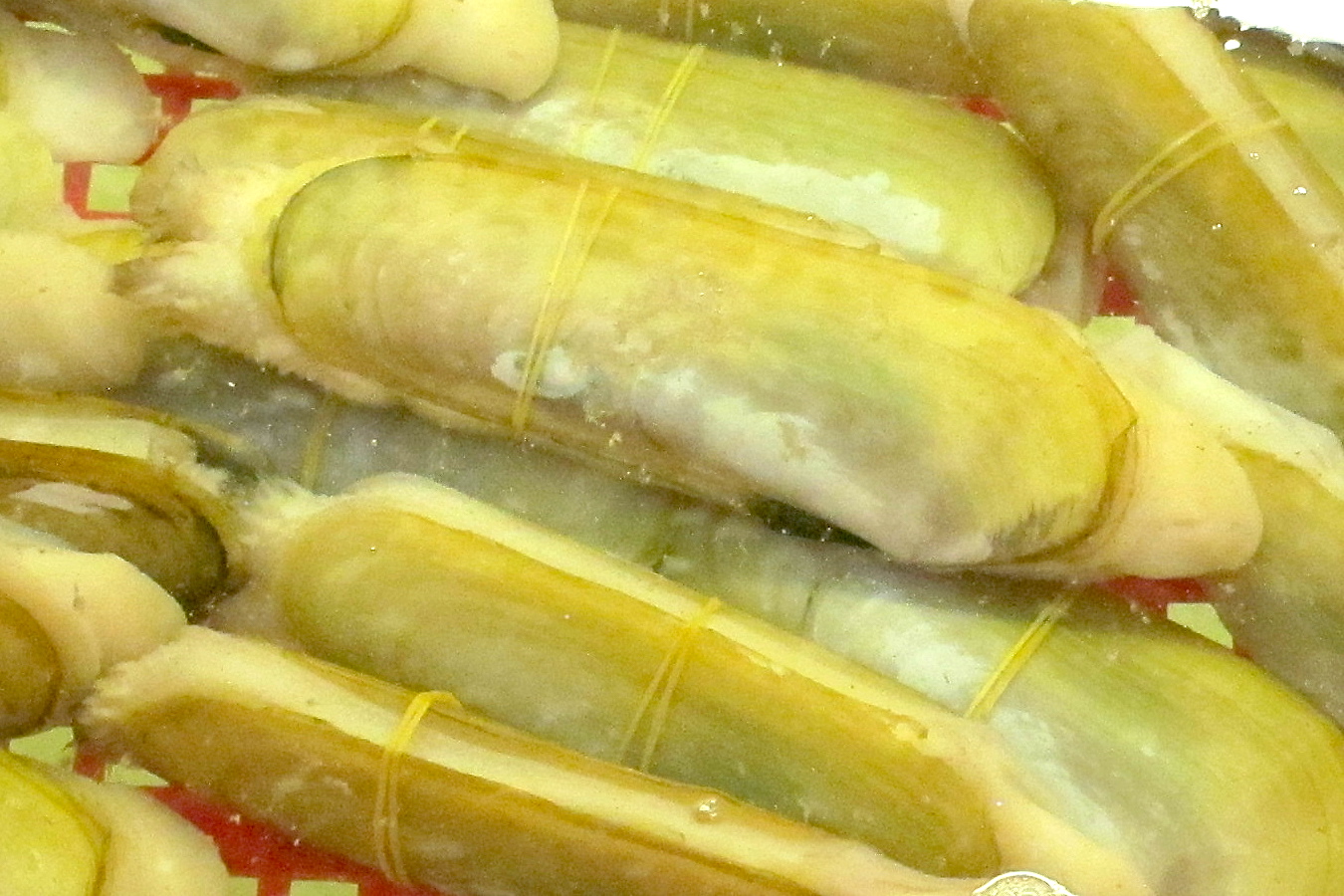 neosiliqua_winteriana3bd